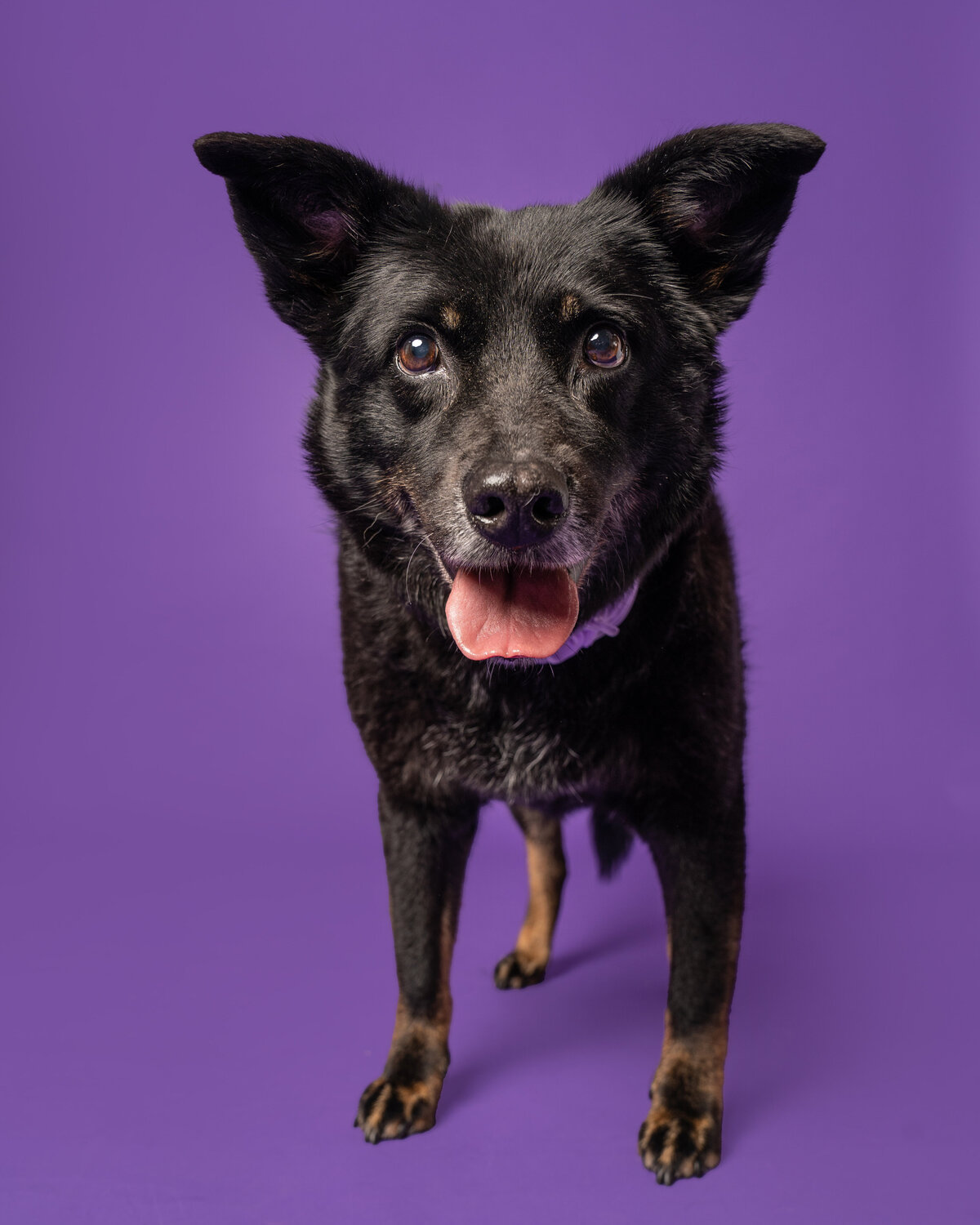 Dallas-dog-photography-studio-purple