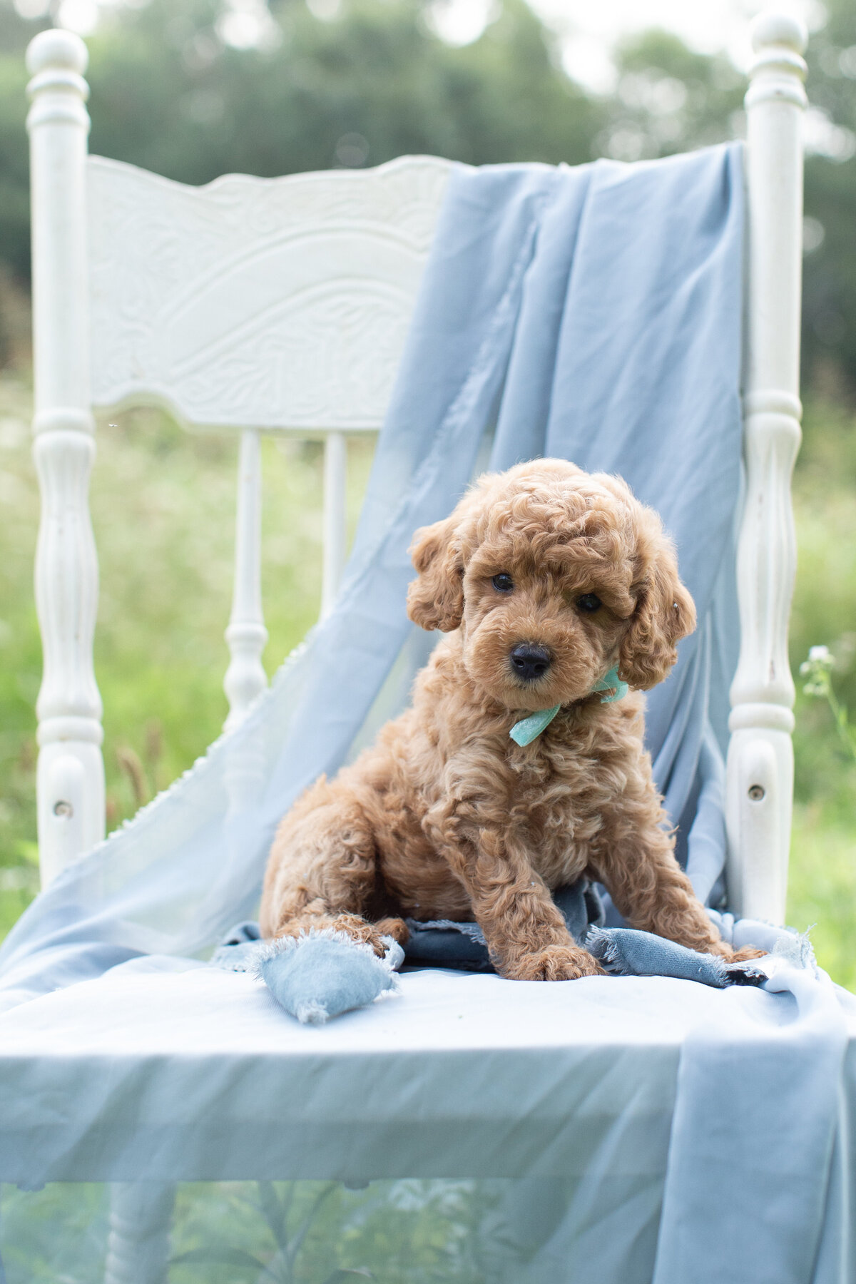 darcy-9