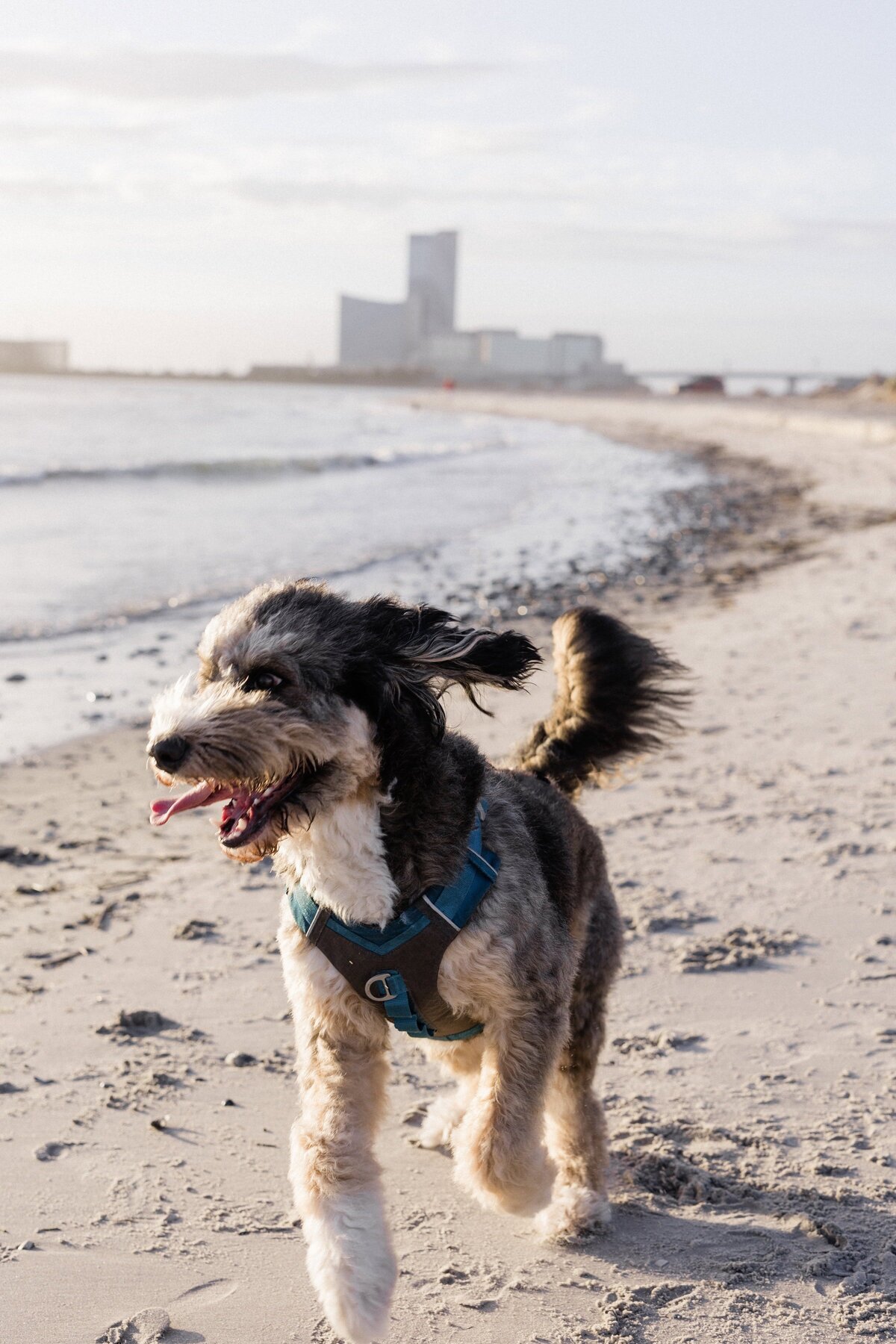 Brigantine_NJ_LGTBQ+_engagement_photos_06