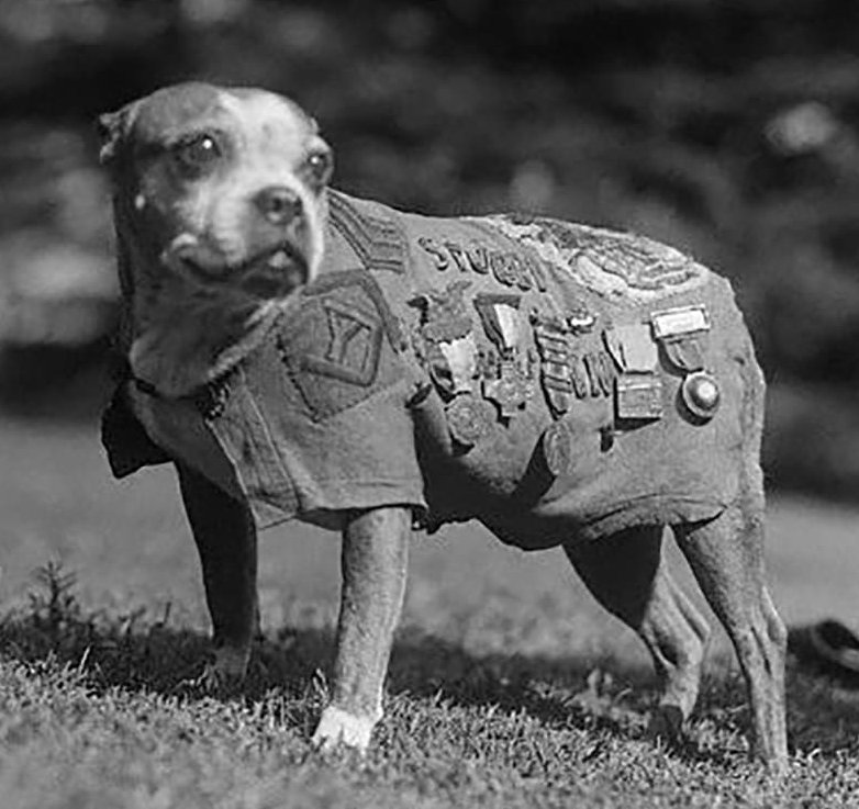 Ep1_sergeant_stubby