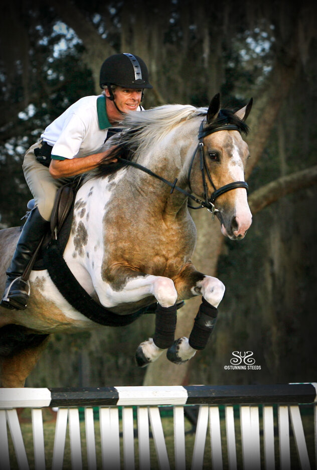 buckskin pinto iberian baroque horse jumper