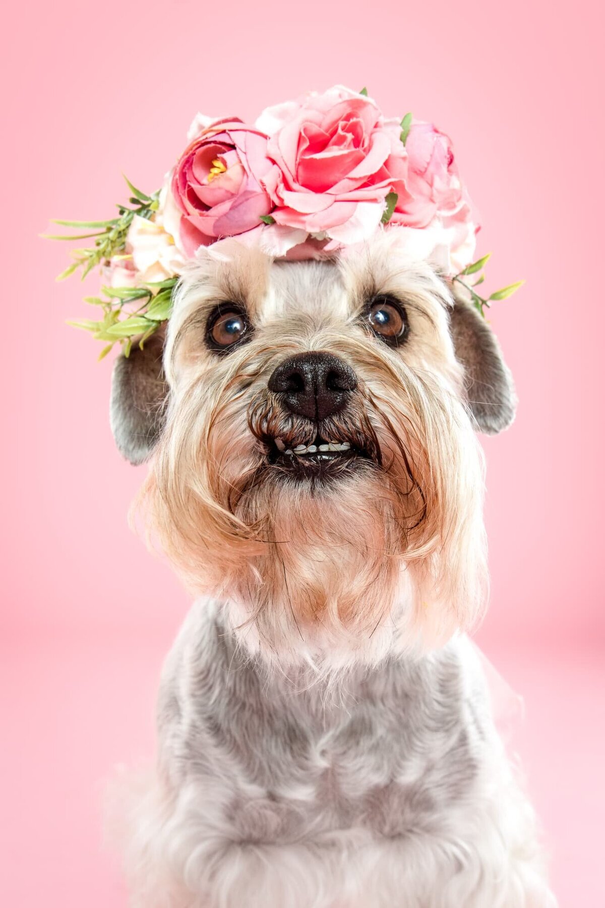 Gallery Portfolio- The Beloved Pup Photo Studio Alabama Dog and Pet Photographer 7