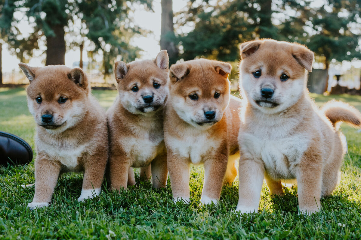 Four shiba inu puppies look at camera with ears perked.