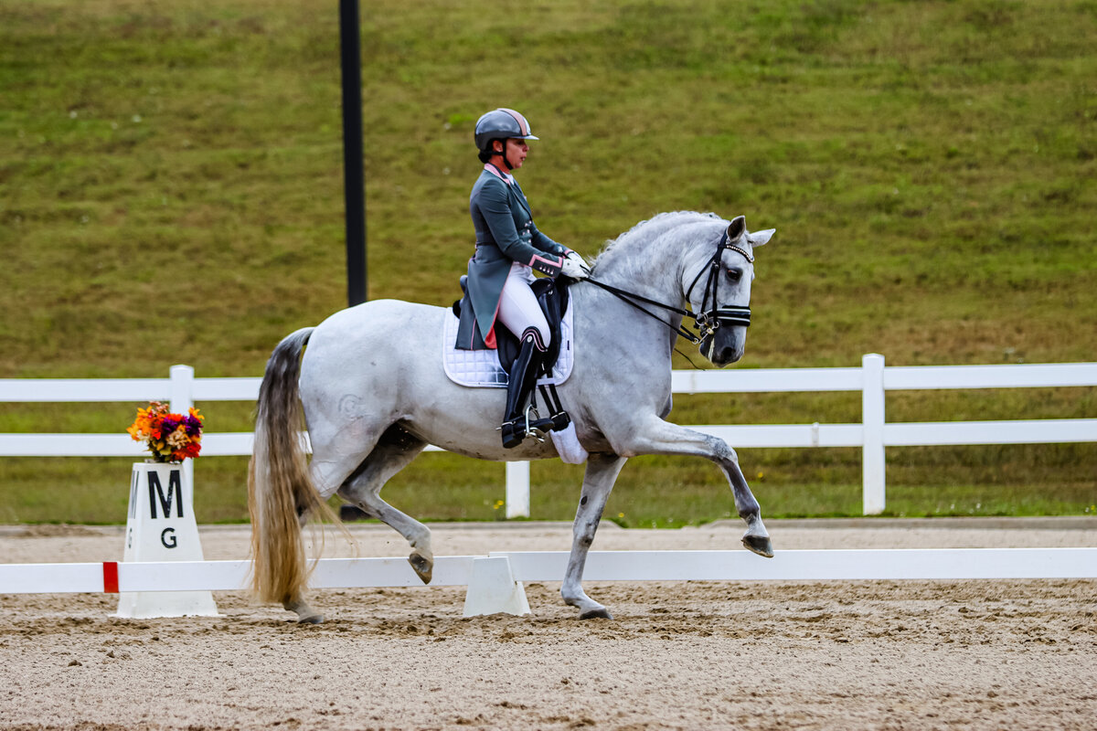 A grey horse doing a fancy trot during a dressage test at GHIP in Conyers, GA.
