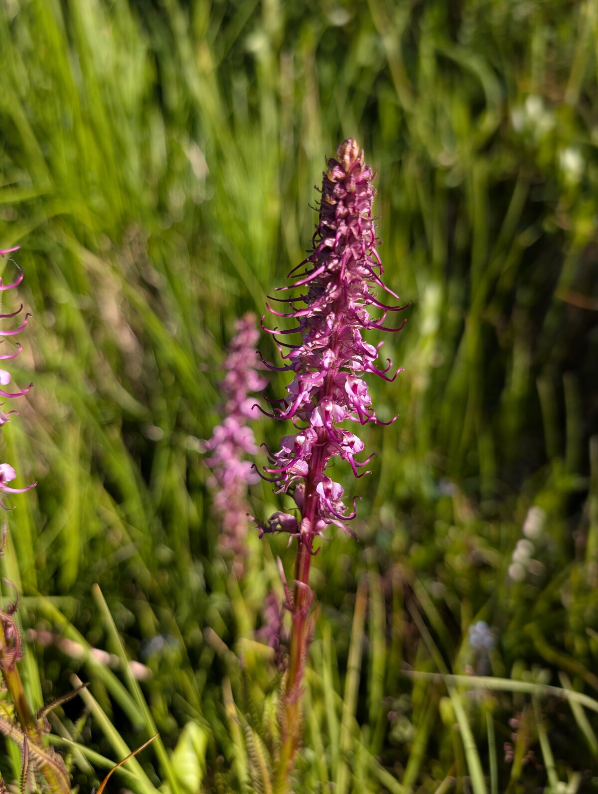 PXL_20250709_001031109.RAW-01.MP.COVER