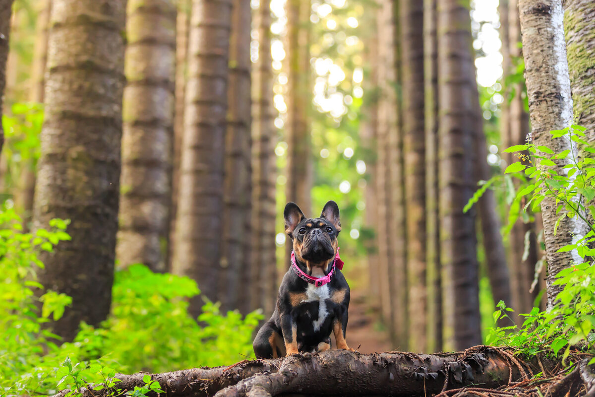 Keri-Nakahashi-Photography-Hawaii-Dog-Photographer-27