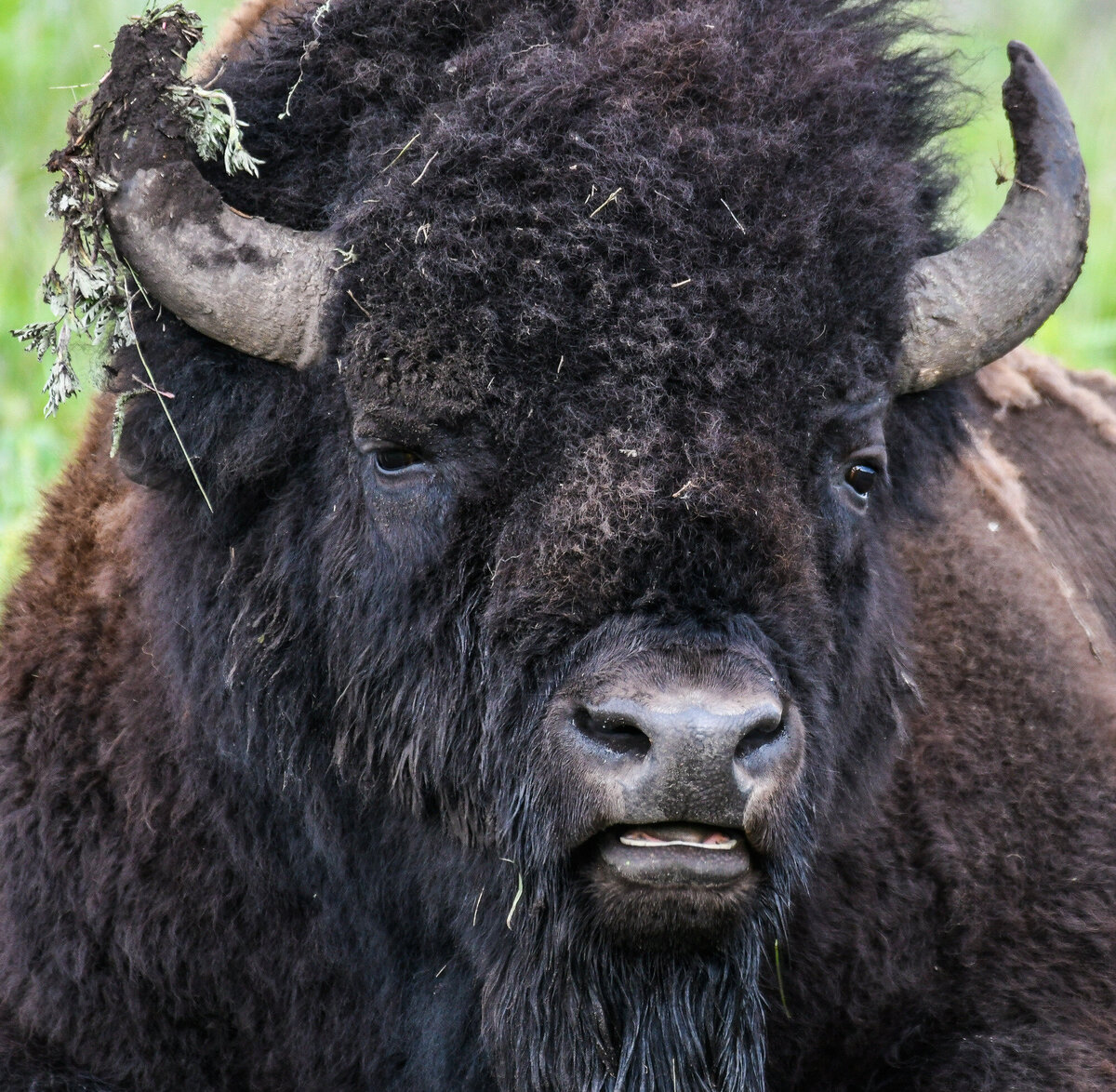 Bison 3