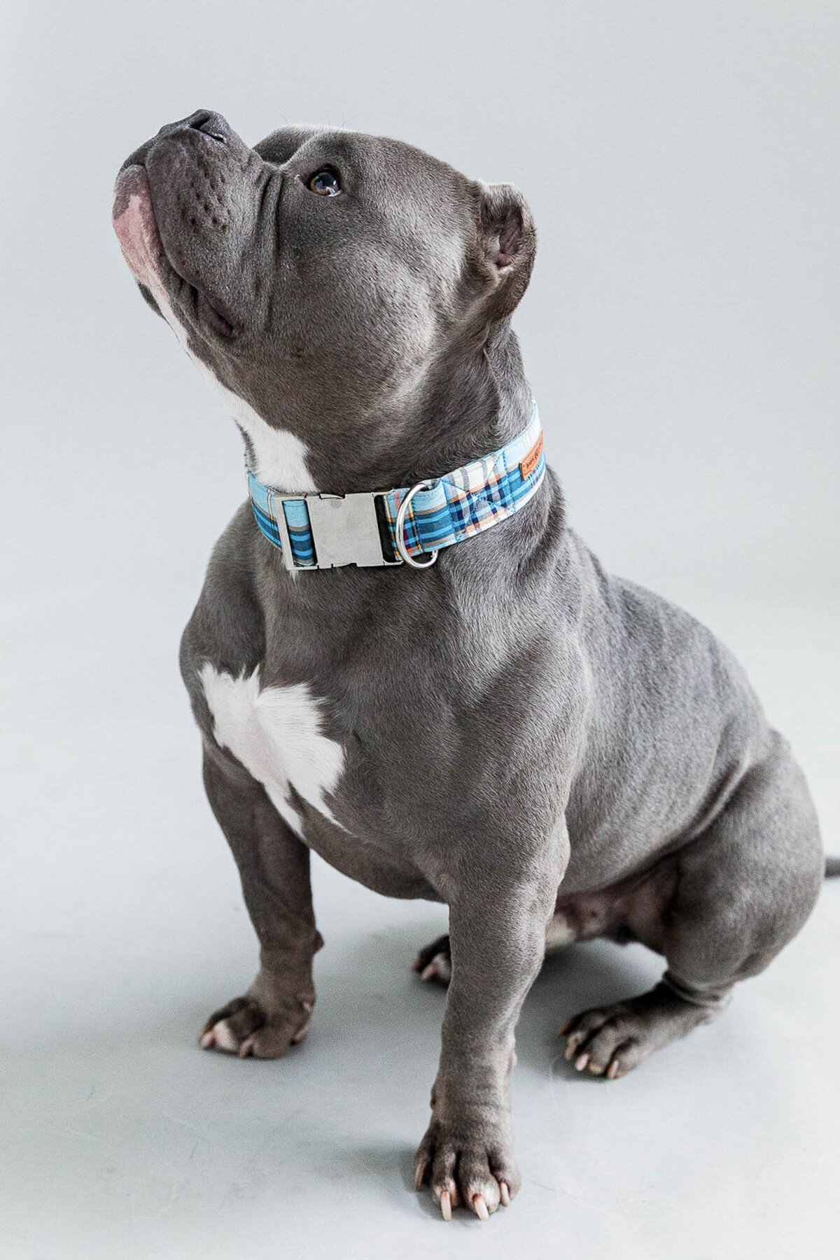 San Francisco pet photography