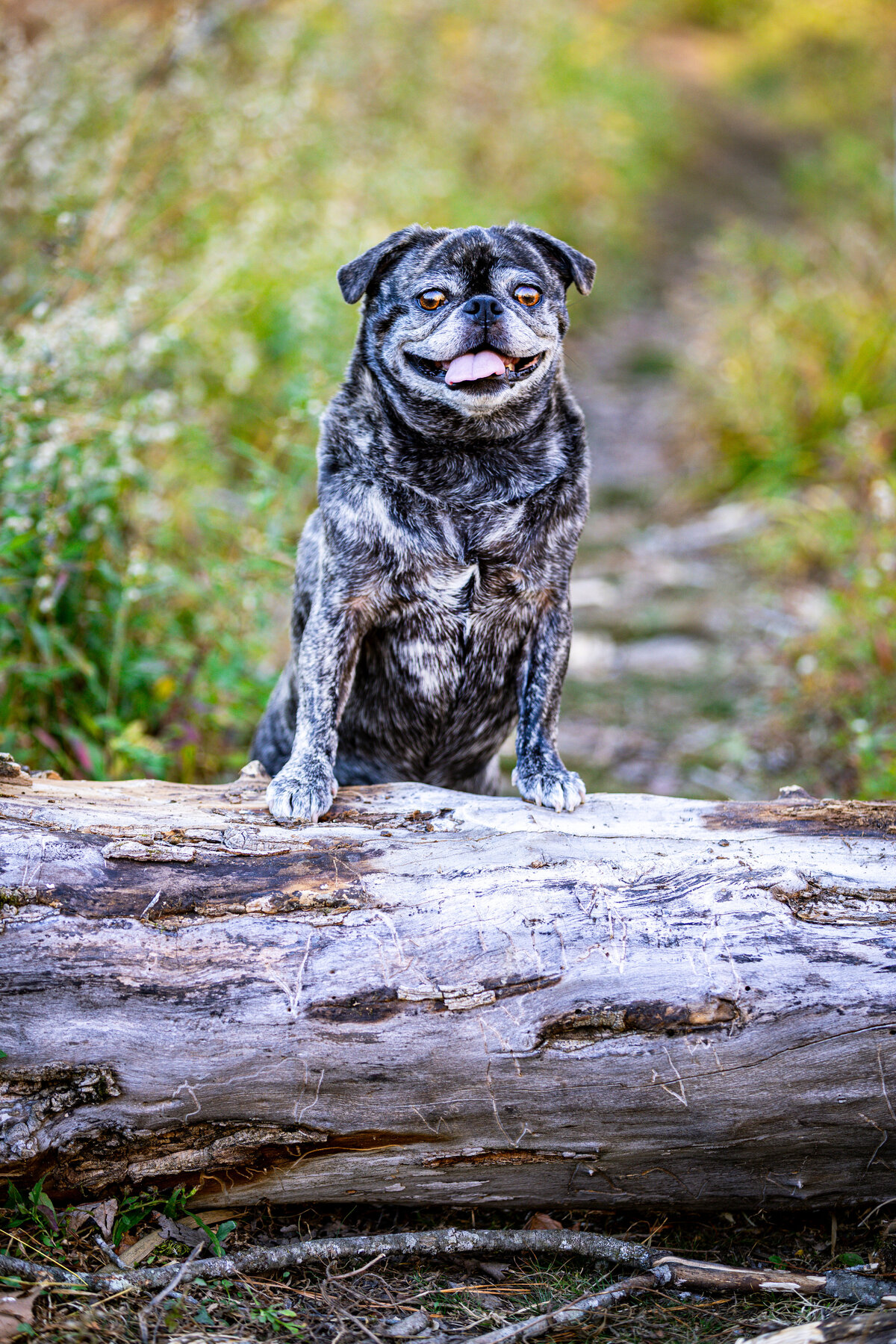 A brindle pug standing on a log smiling at the camera.
