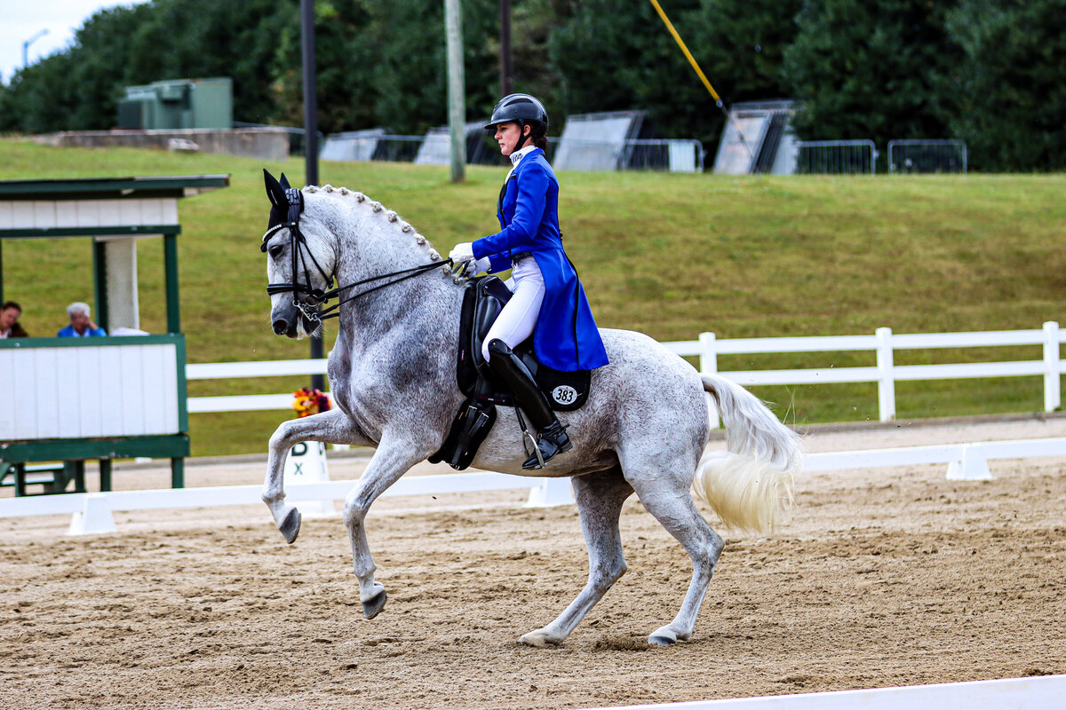 A grey horse doing a canter pirouette during a dressage test at GIHP in Conyers, GA.