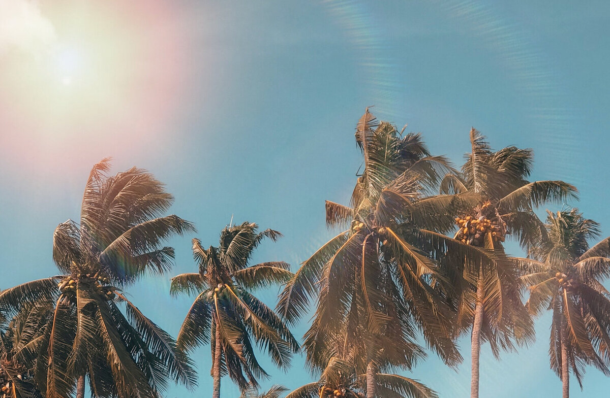 [PenelopeTemplate]coconut-dawn-daylight-exotic-1152359