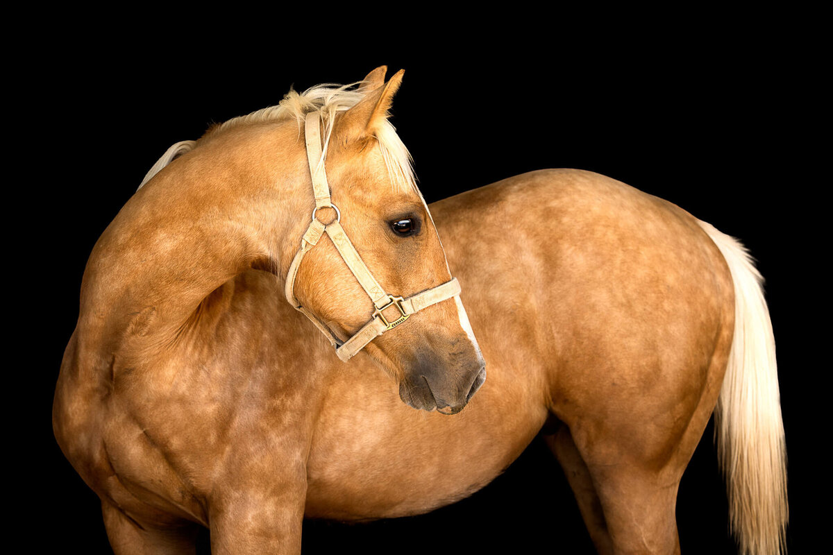 El-Paso-Texas-Fine-Art-Horse-Photographer-047