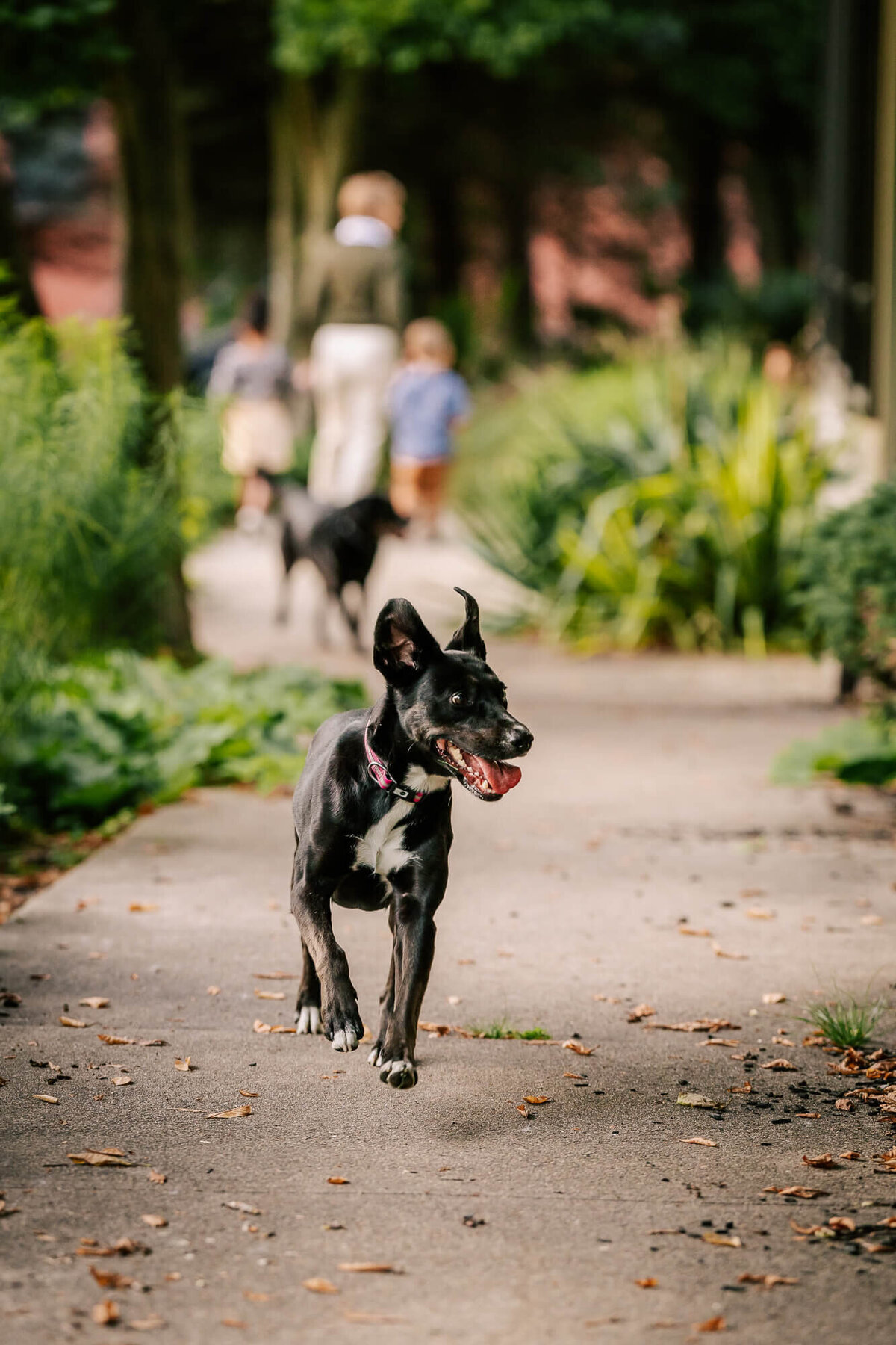A black dog runs eagerly toward the camera along a path in front of the Winchester Library. A grandmother and her two young grandchildren walk far behind him  on the path.