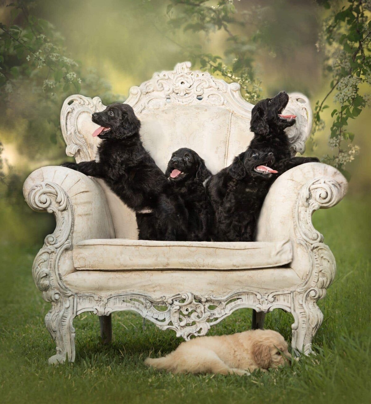 lilla-bordas-portraits-tampa-DOG-photographer1417_1_1