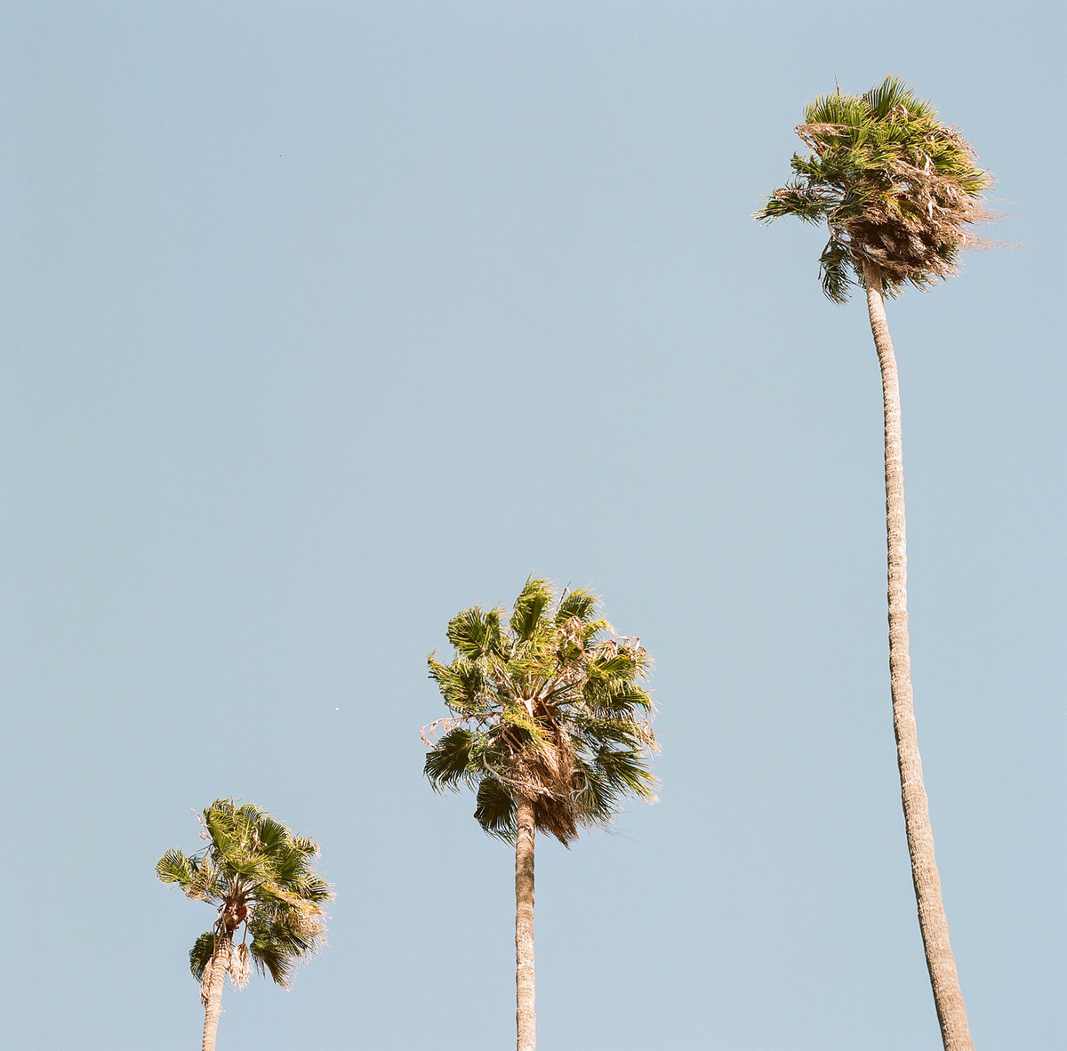 california-palm-sky-los-angeles