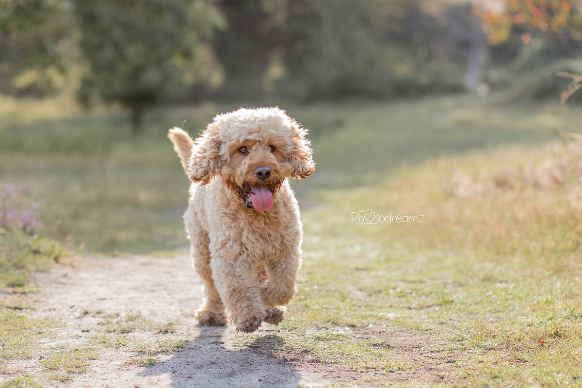 Actiefoto honden fotoshoot Photodreamz, Jack de Cockapoo