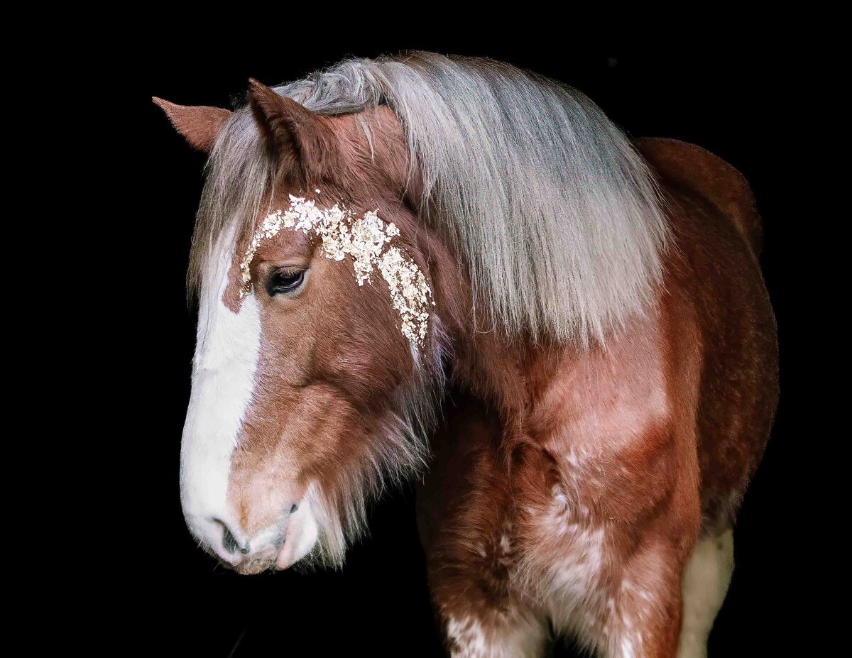 bellevue equestrian photogrpahy