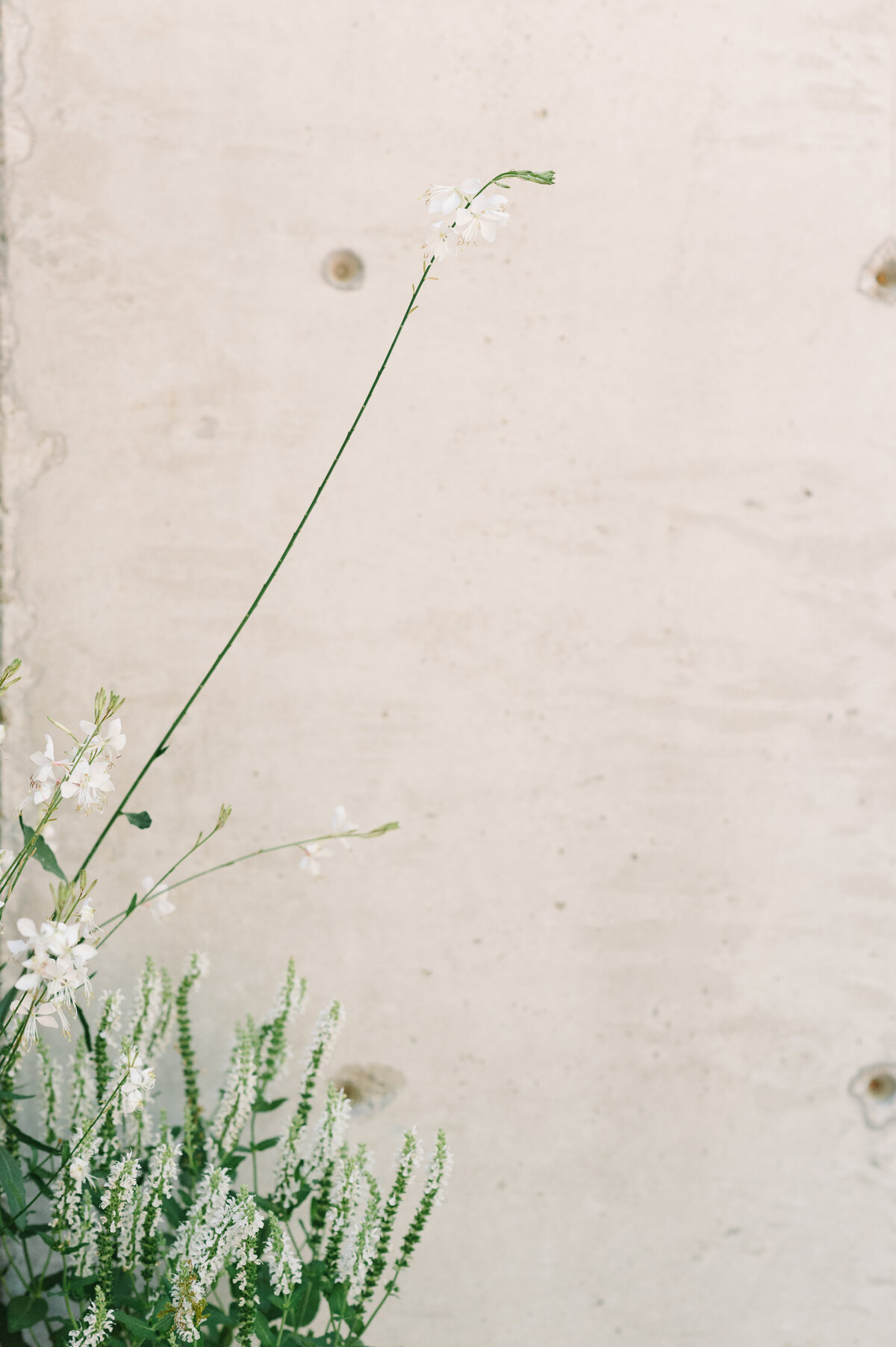 A simple image of greenery at a wedding