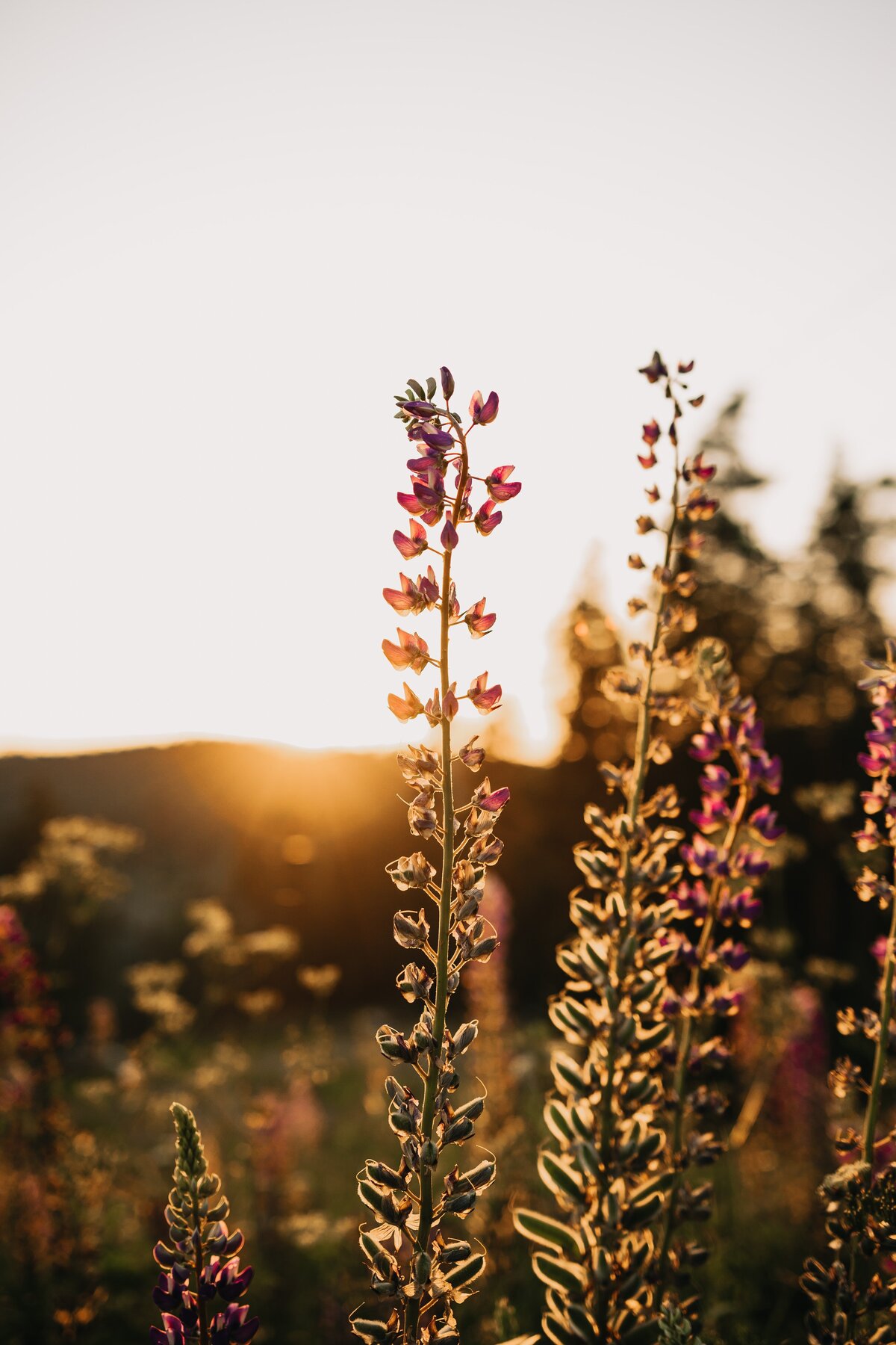 kristaps-ungurs-fOWaEA8uju0-unsplash