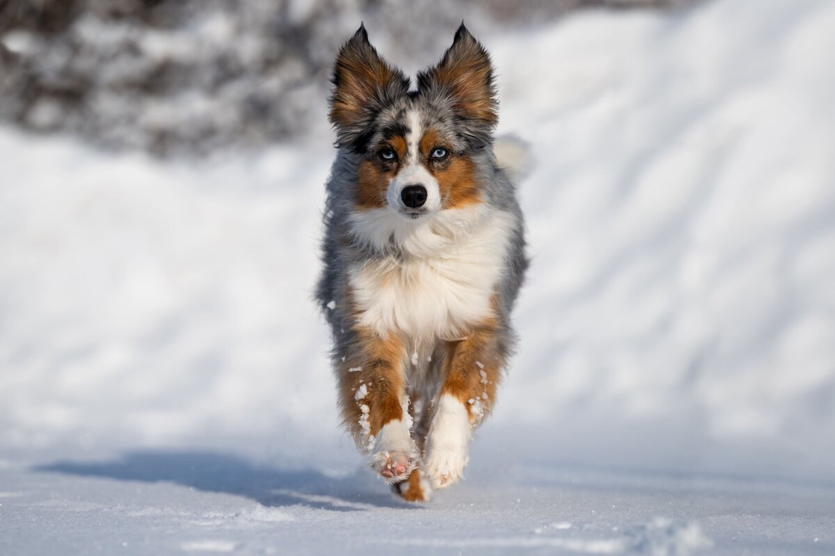 Lebendige-Hundebilder-Fotoshooting-im-Schnee-Hund