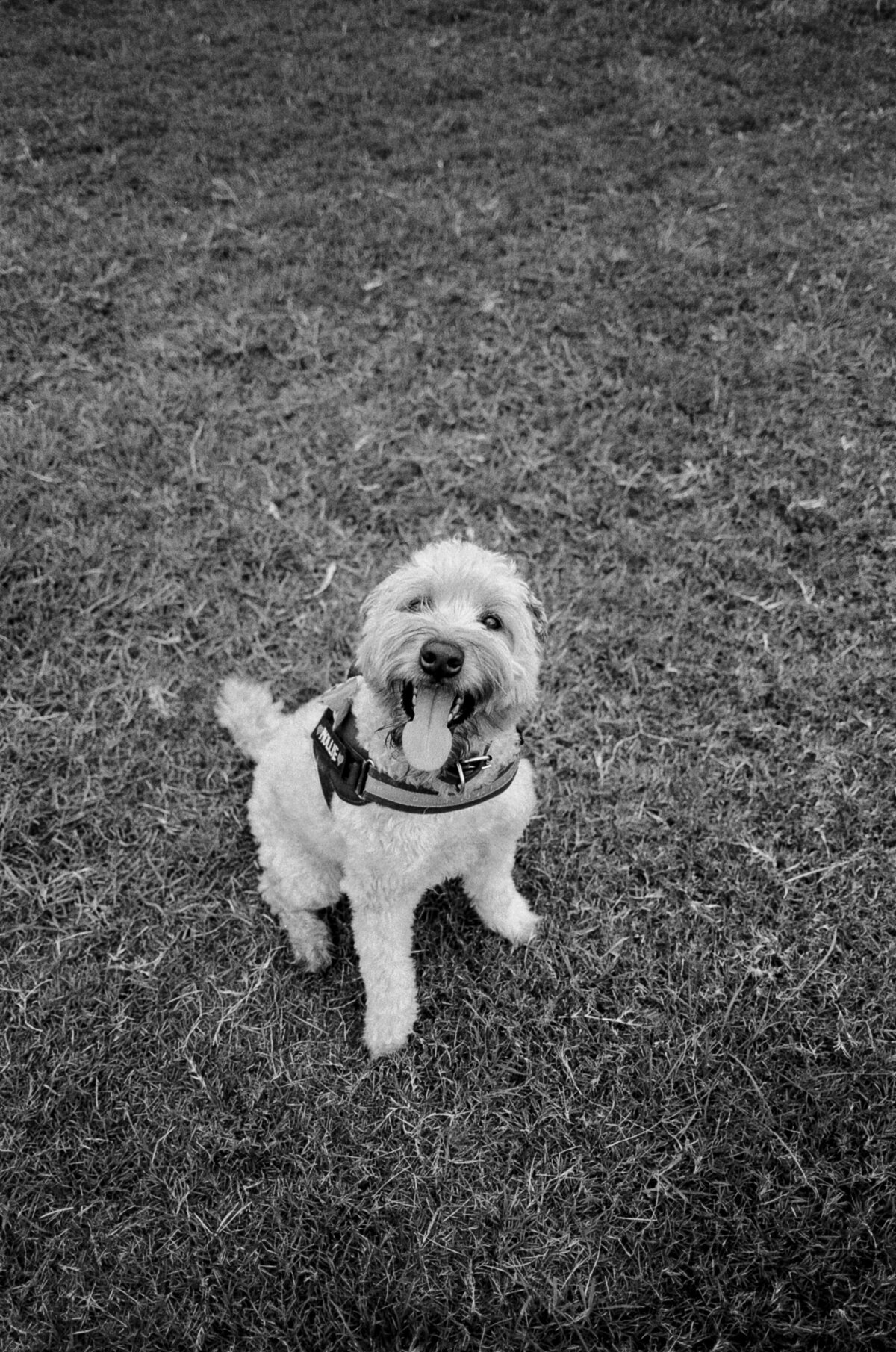 sydney-wedding-film-photographer-83