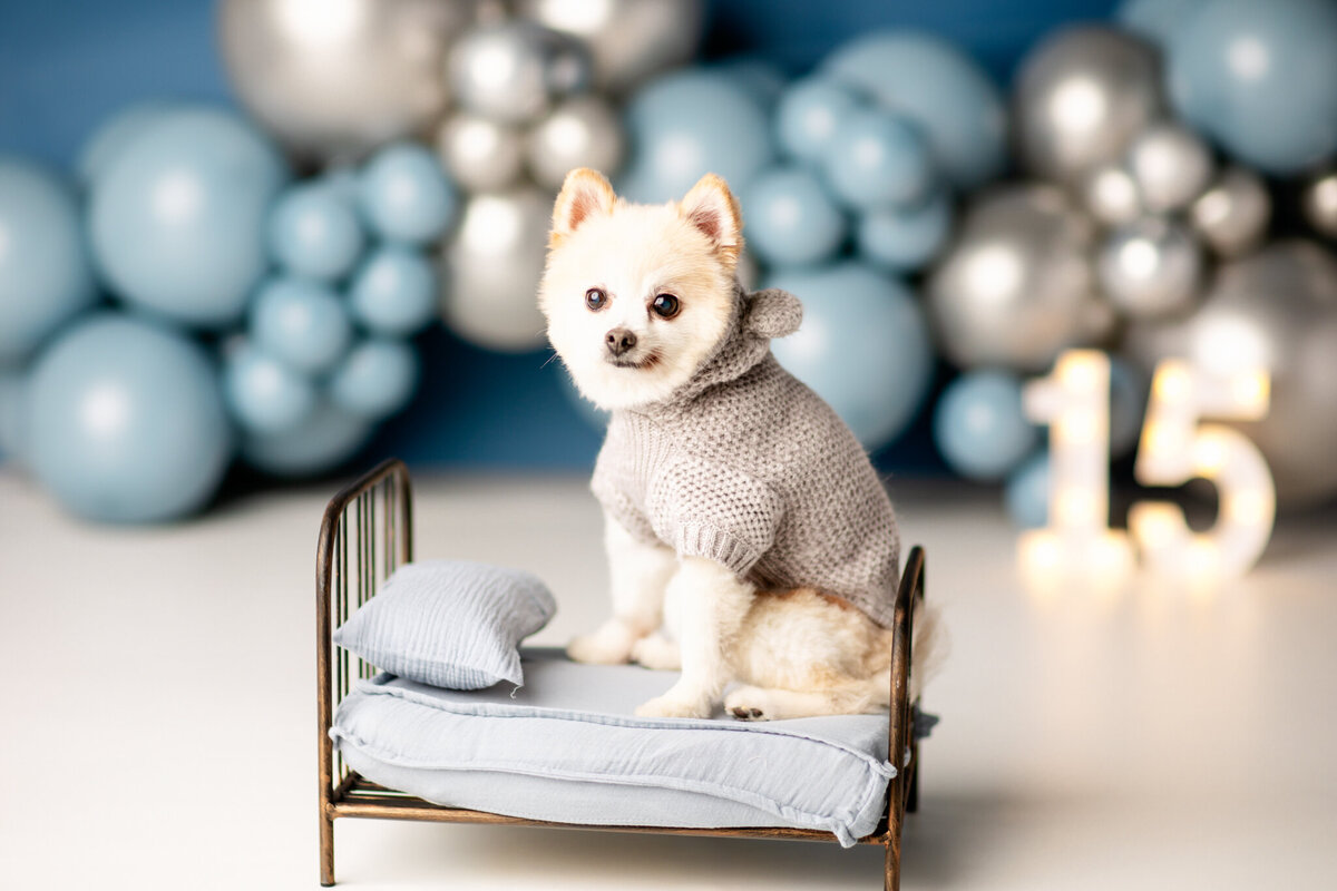 Vaughn-NWA-Dog-Photographer-7