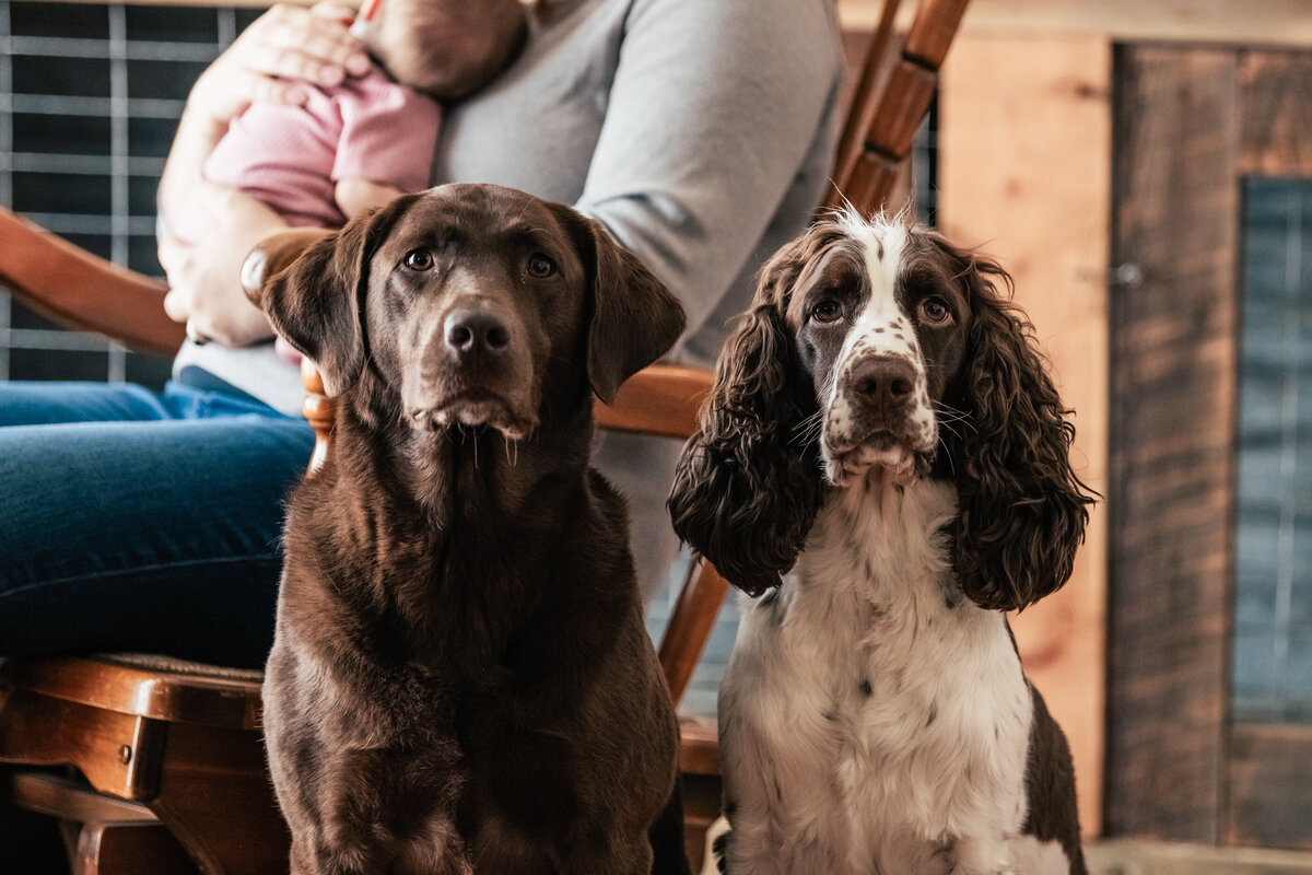dog friendly newborn photography Spokane washington