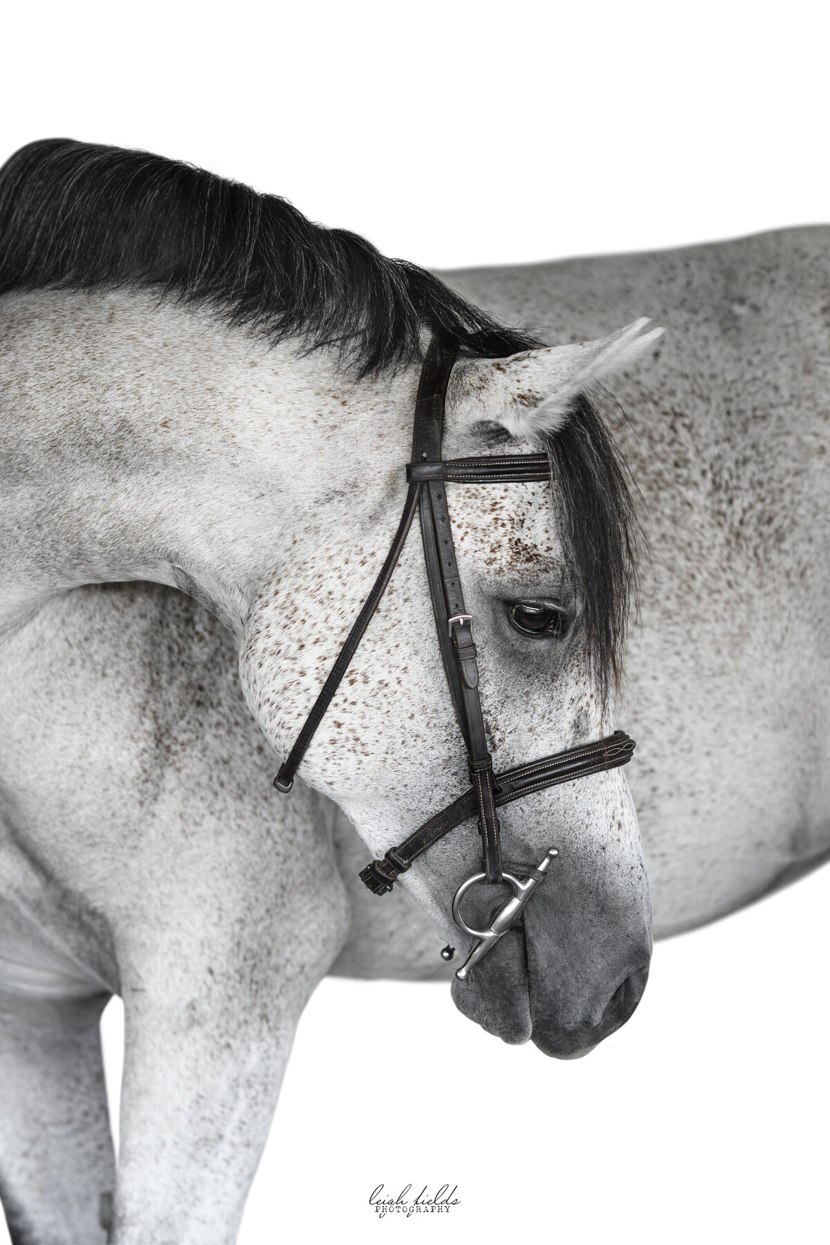 white horse art piece equine photographer in north carolina