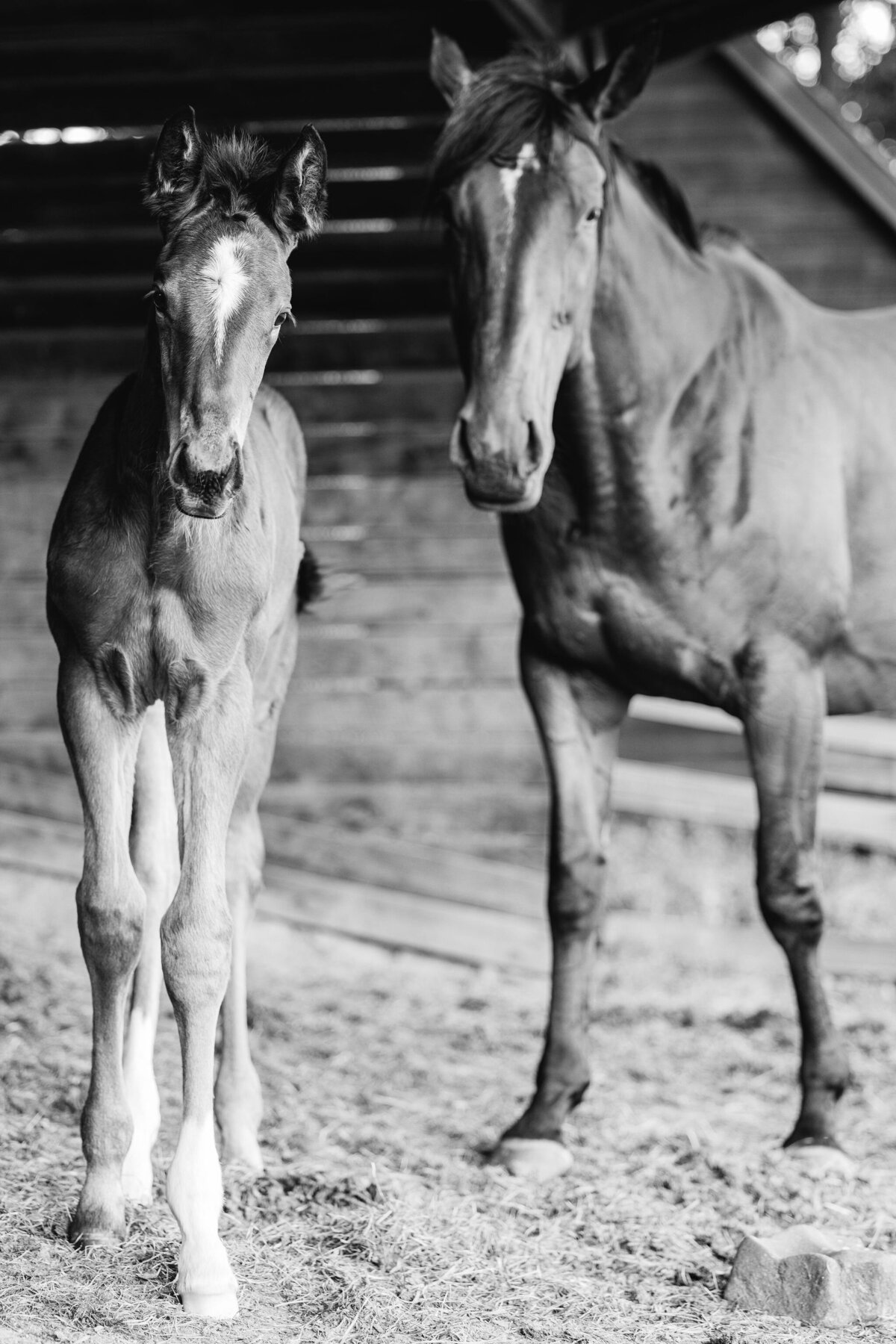 Saratoga-horse-photographer-377