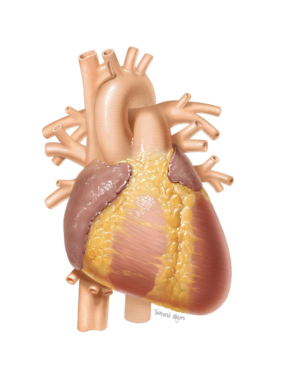 Townsend Majors' illustration of an anatomical heart