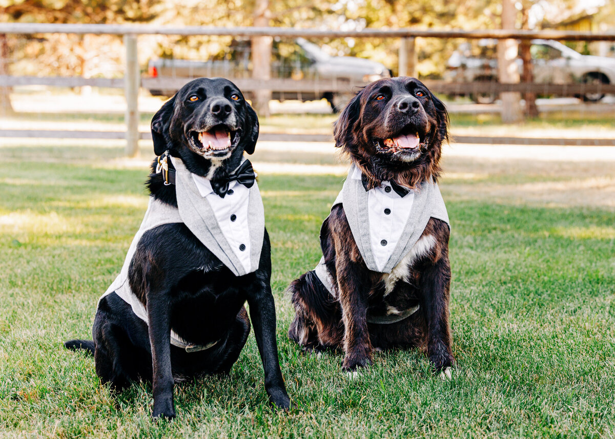 Two dogs in wedding tuxedos at private home wedding in Stevensville, MT