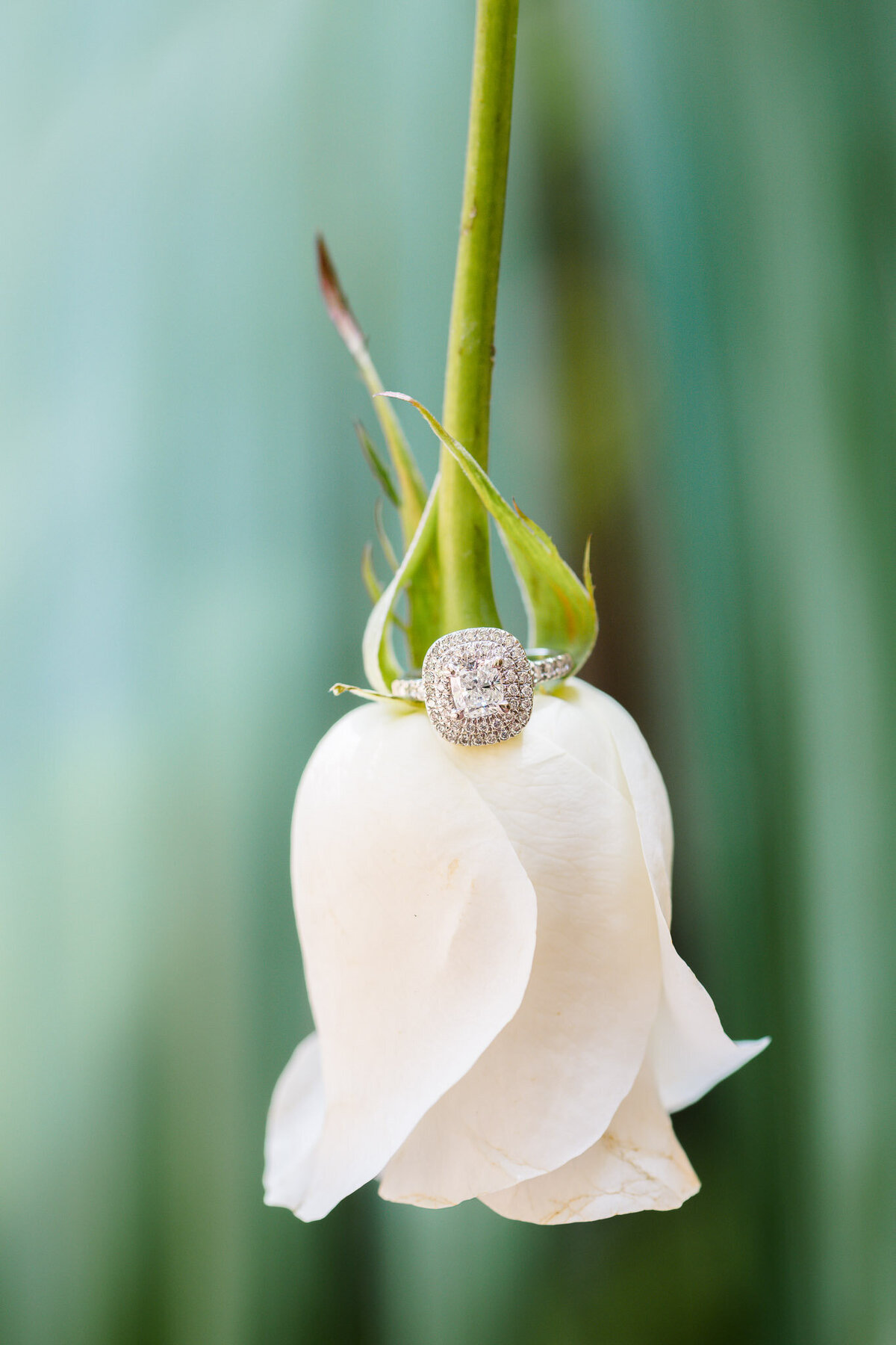 A close-up of a stunning cushion-cut engagement ring with a diamond halo, delicately placed on a white rose with a blurred green background