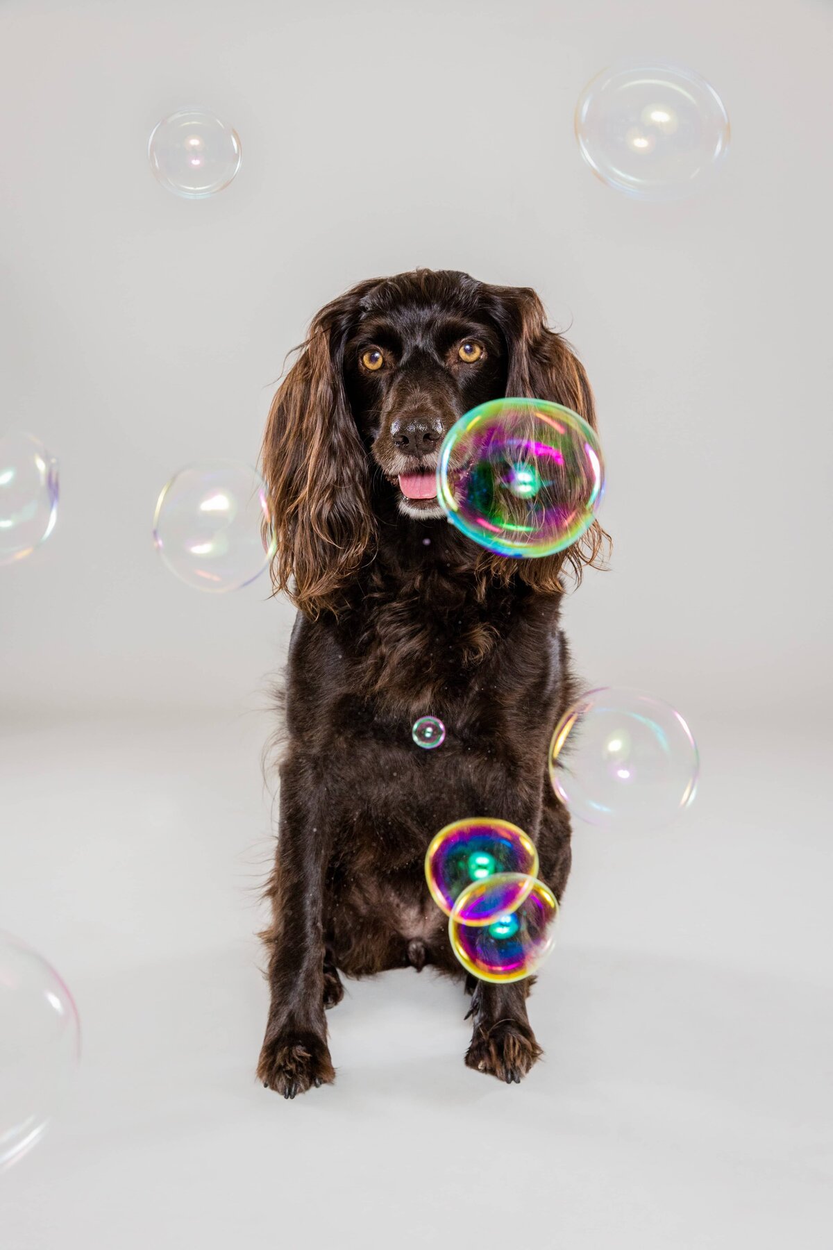 Alabama Dog Photographer - The Beloved Pup Photo Studio Website Gallery Portfolio 4