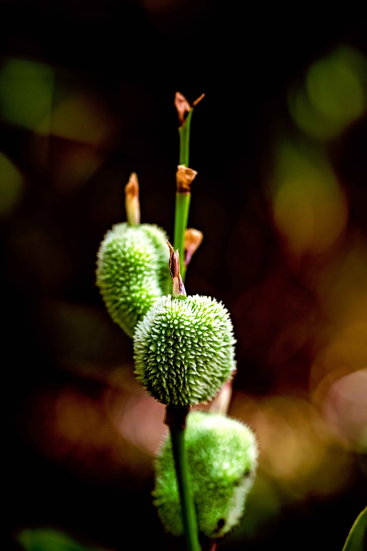 _DSC4403-Edit