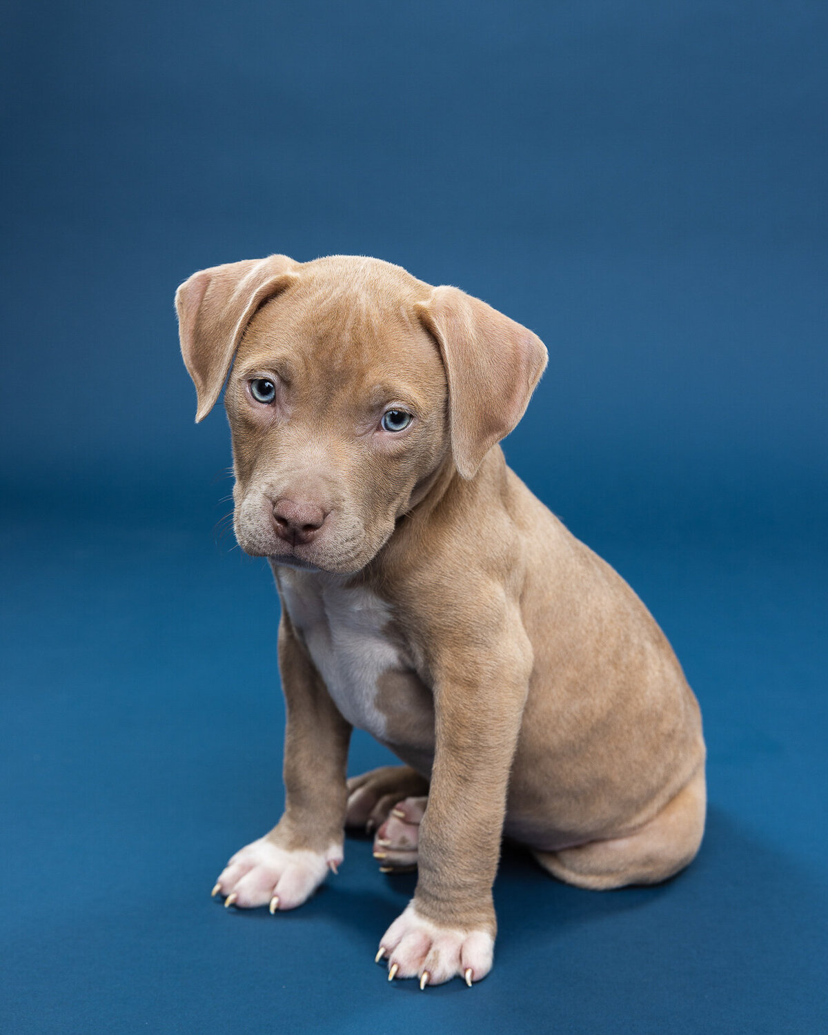 Kaori Stewart_Studio Dog Portrait_32