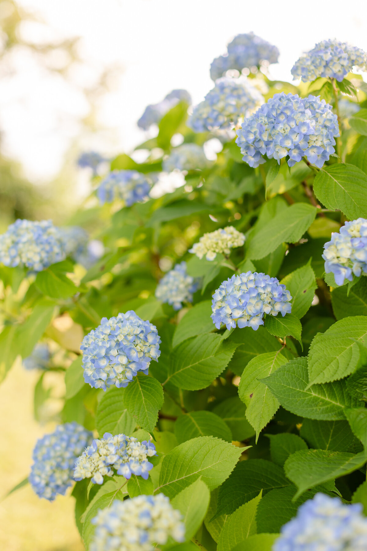 hydrangea bush in Wainwright House gardens