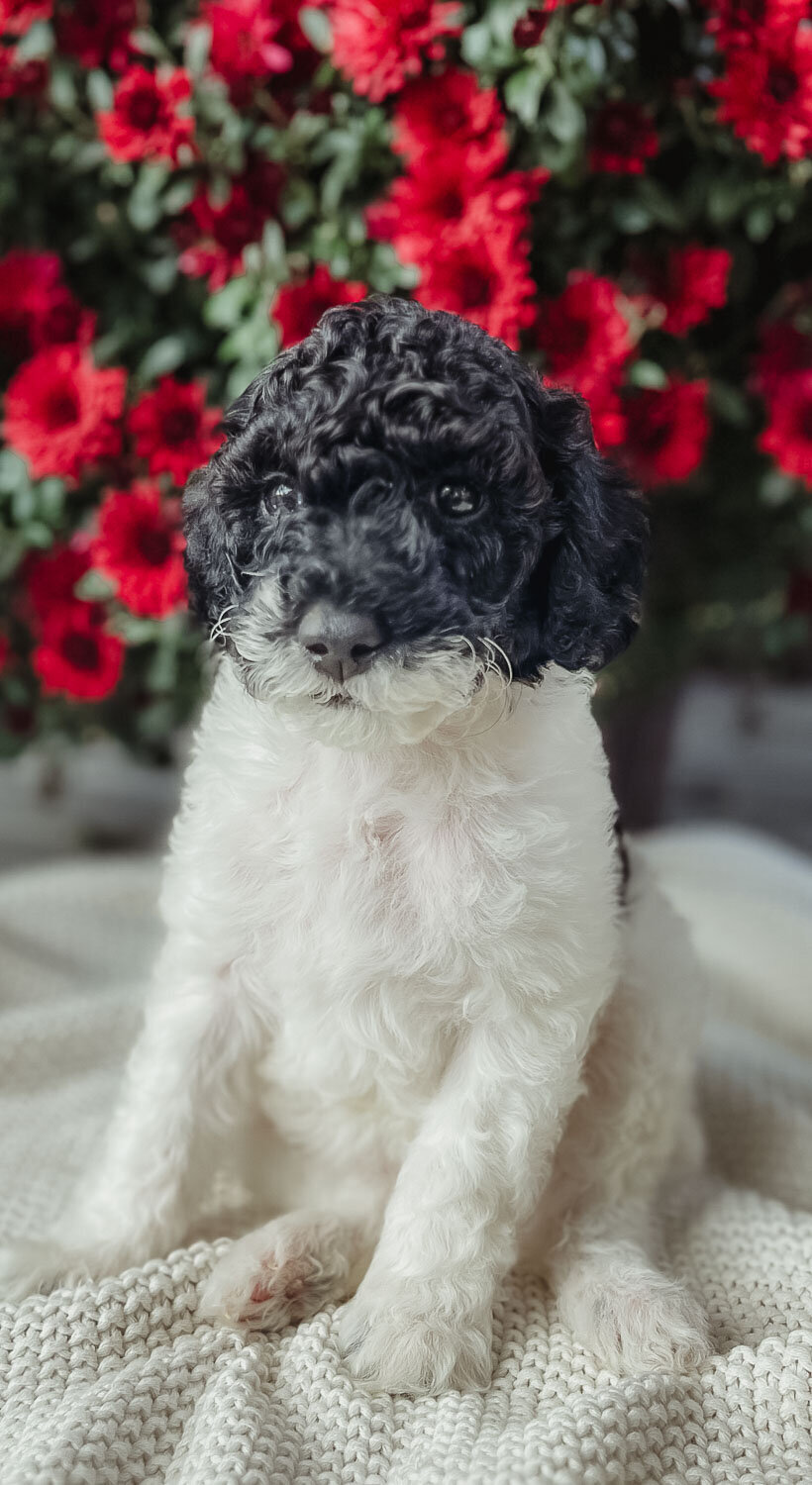 Salish Sea Miniature Poodles--137