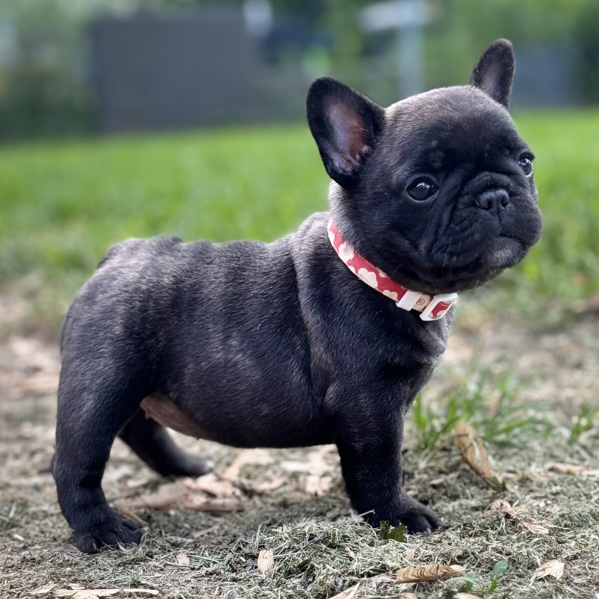 LMN Bulldog puppy 3