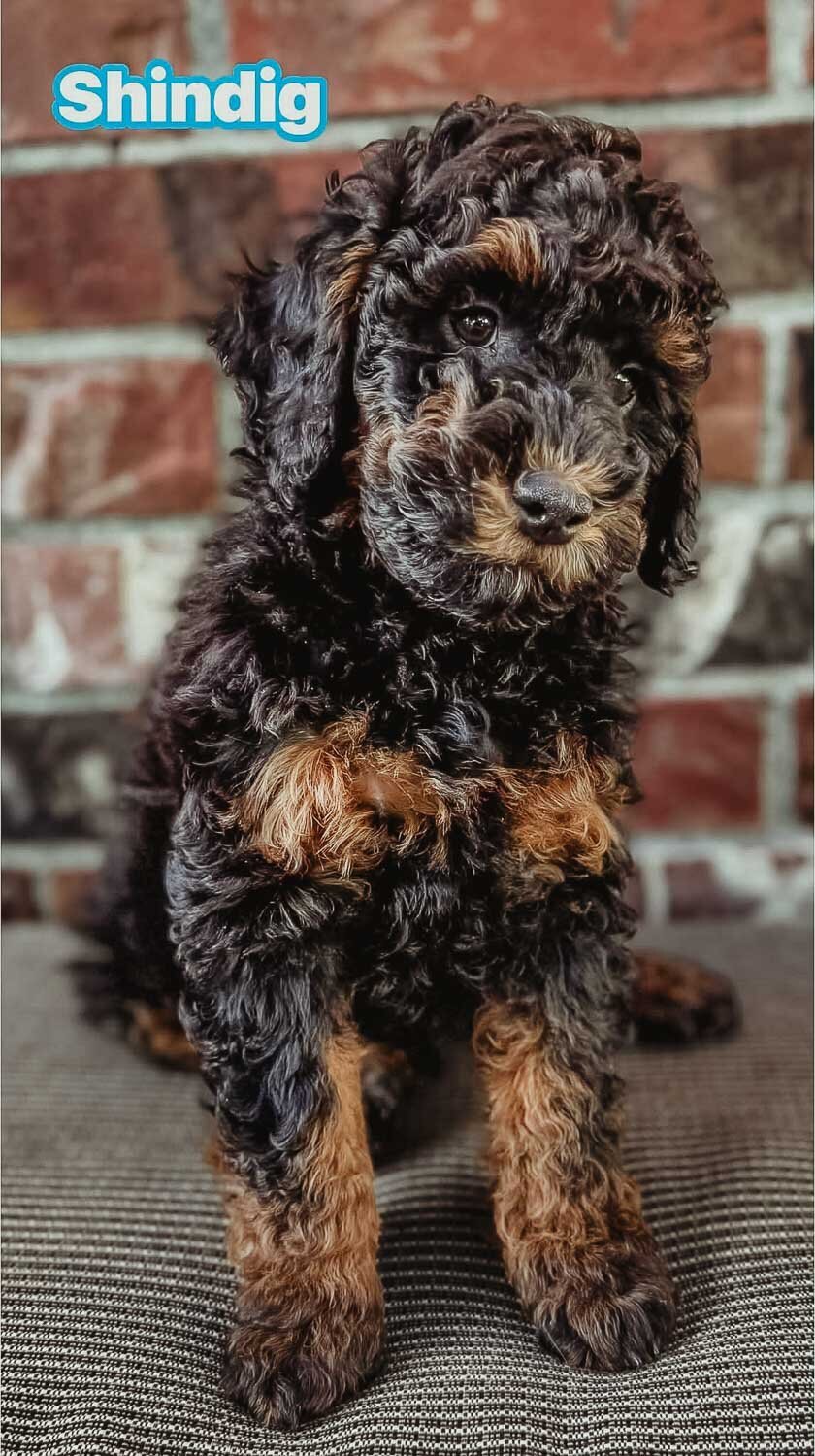 Salish Sea Miniature Poodles--155