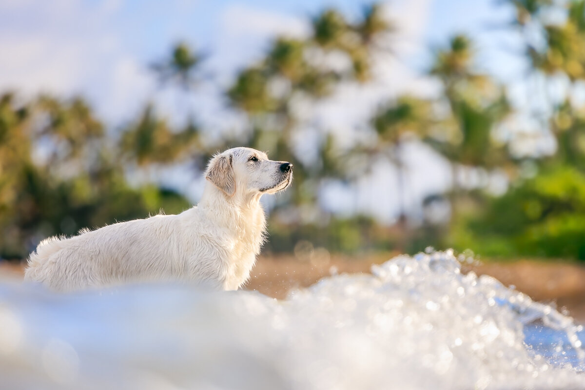 Honolulu Dog Photographer-3-2