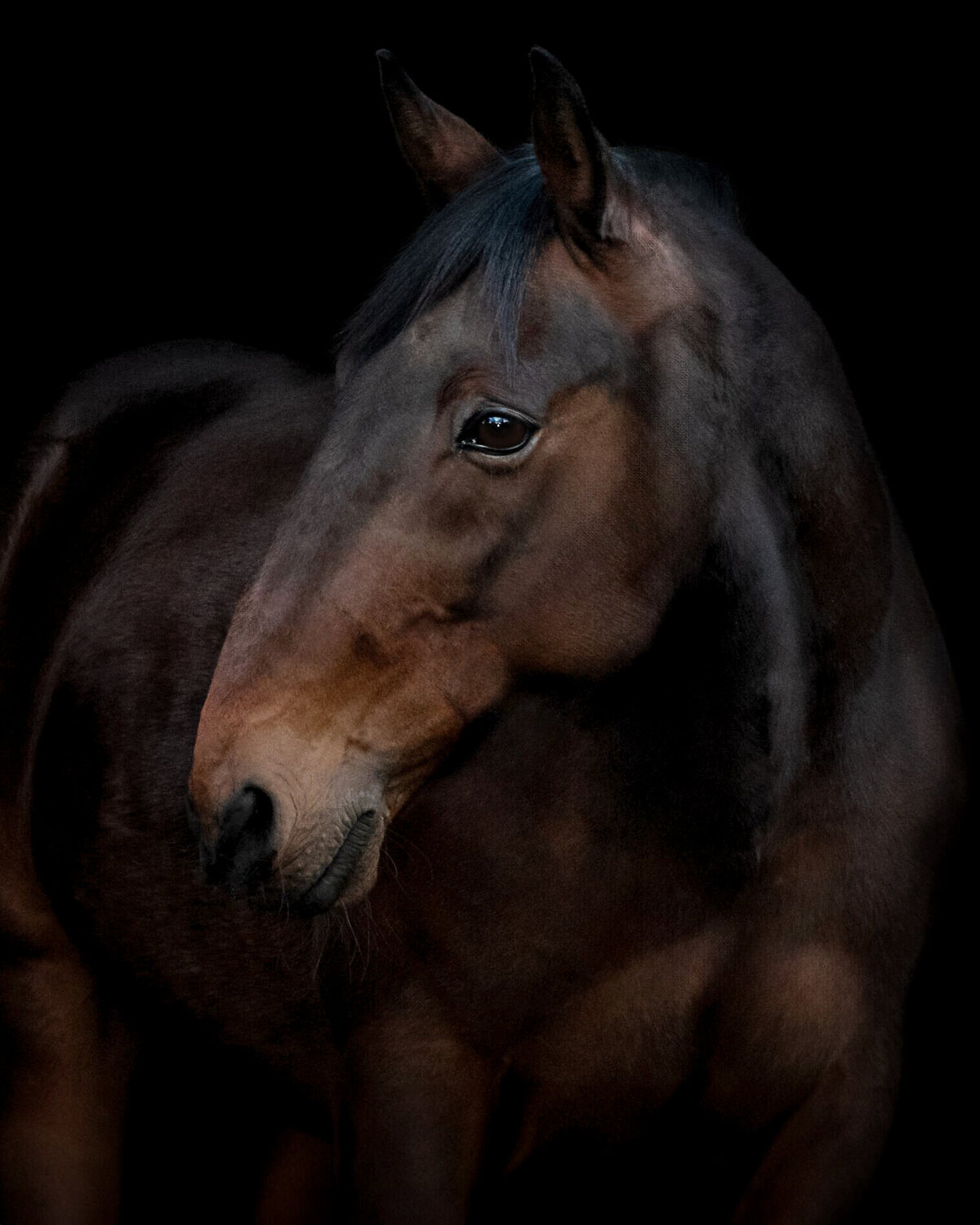 Equine-Photography-Wallingford-CT-Fine-Step-Equestrian-Bethany-11