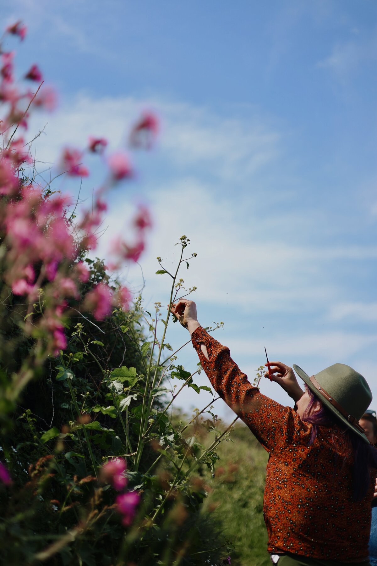 Beautiful pink flowers and a clear blue sky on the coastal path near Polhawn Fort.