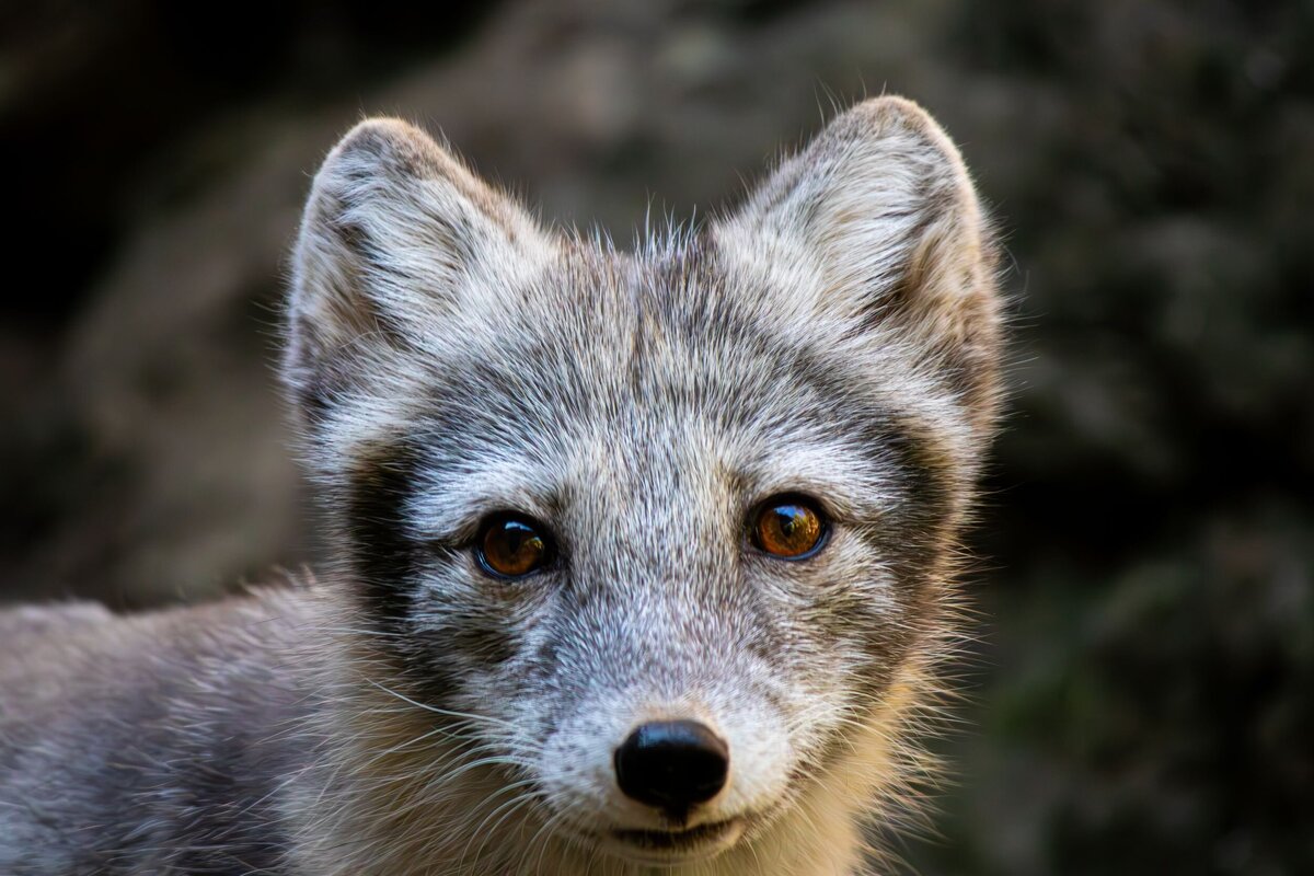 Arctic_Fox_Up_Close-807e1065-2500