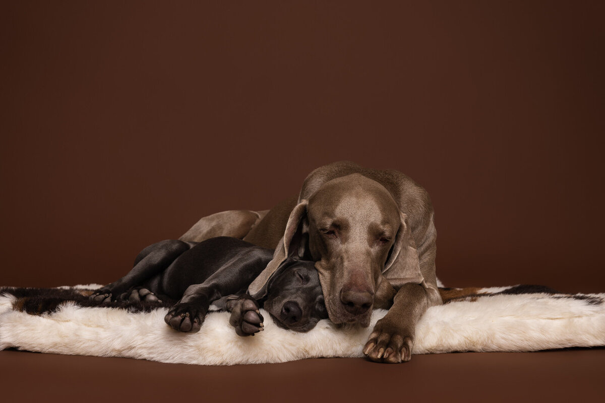 Kaori Stewart_Studio Dog Portrait_27