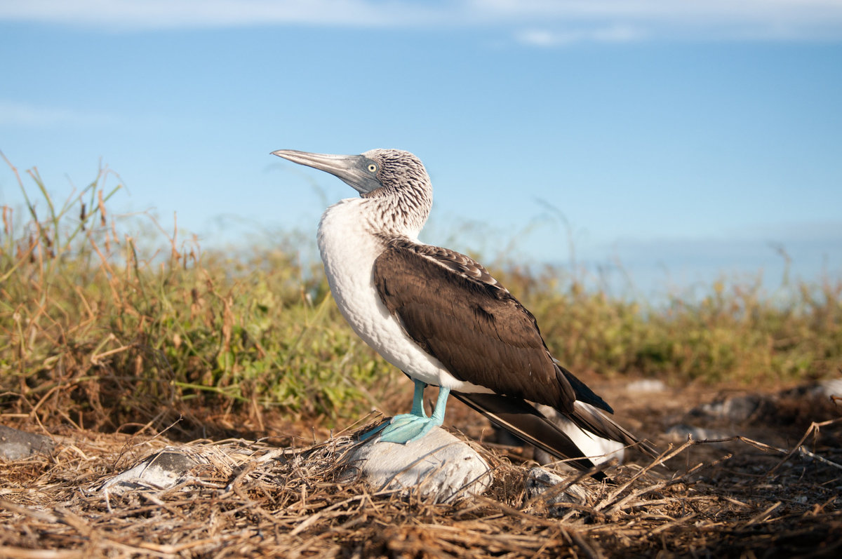 RYP_Galapagos-007