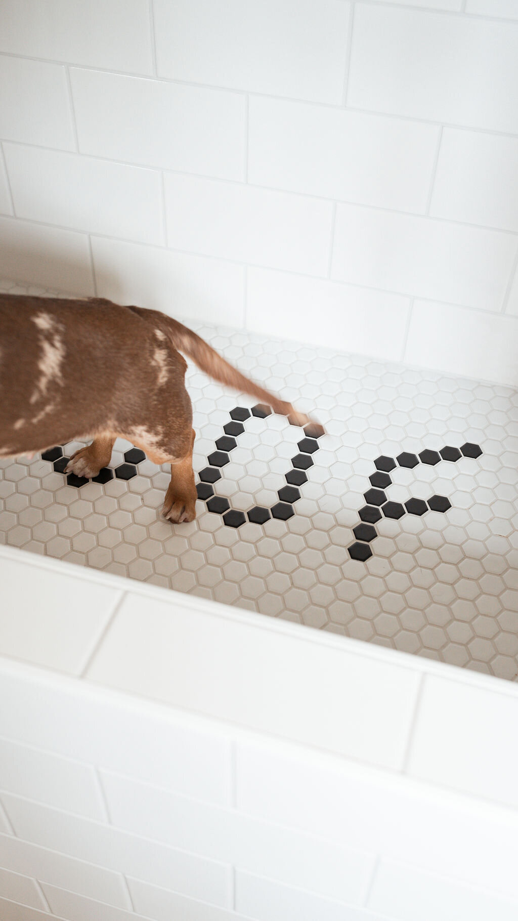 A small brown dachshund inside a modern subway-tiled dog wash station.