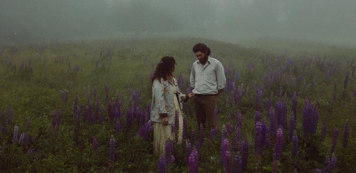 Viewing Lupines in Maine