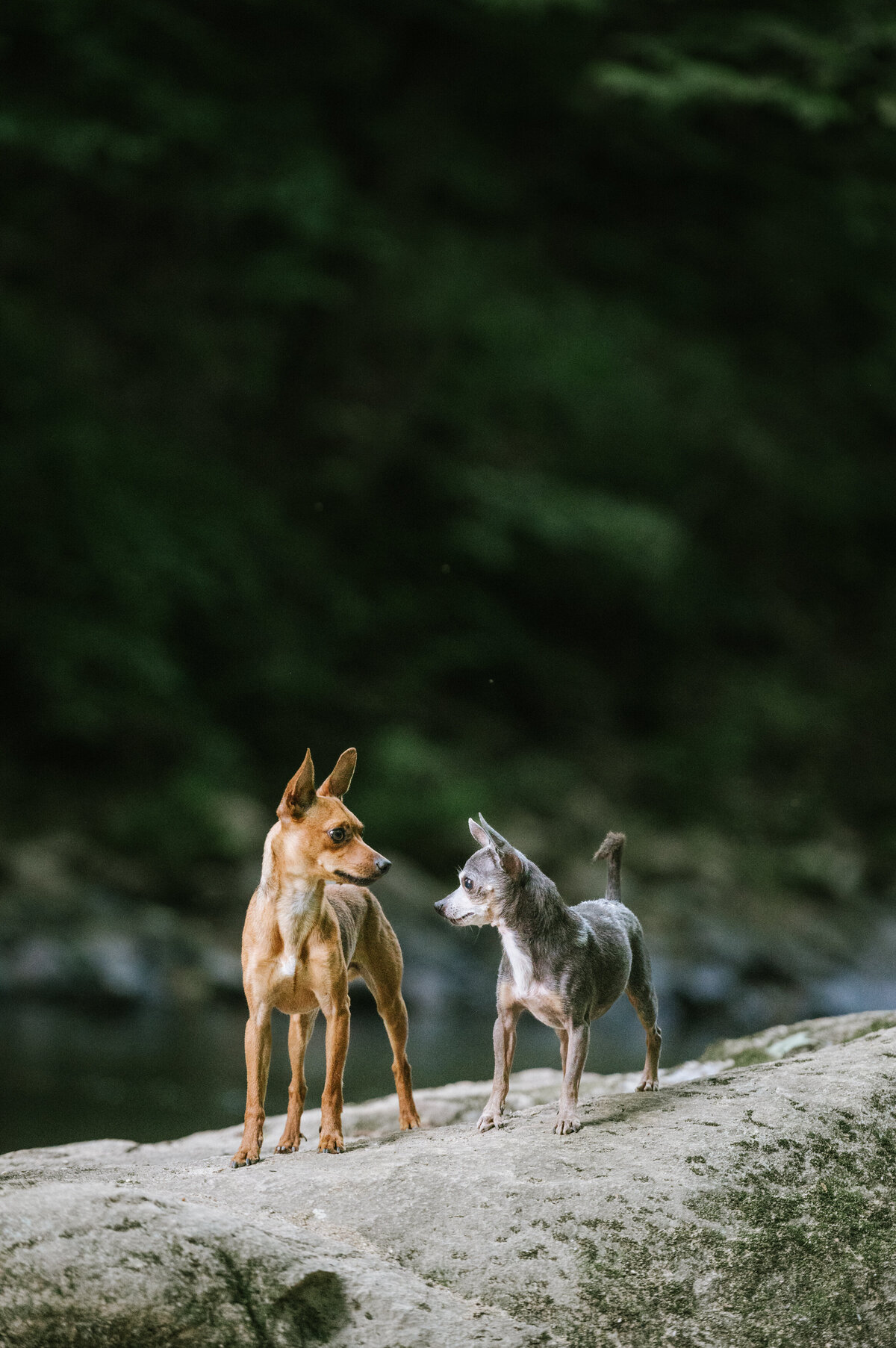 multiple-dogs-river-photography-session