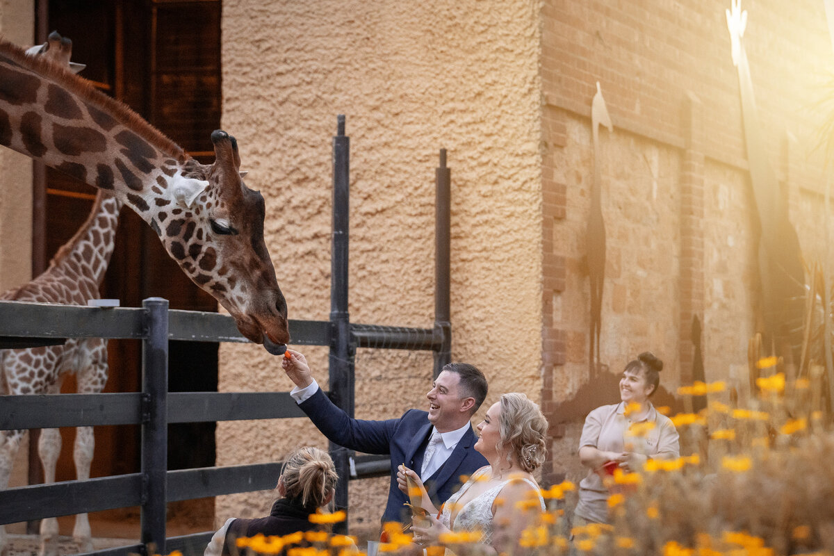 Wedding_Photography_adelaide_adelaide_zoo_giraffe_feeding_DreamTeamImaging_4