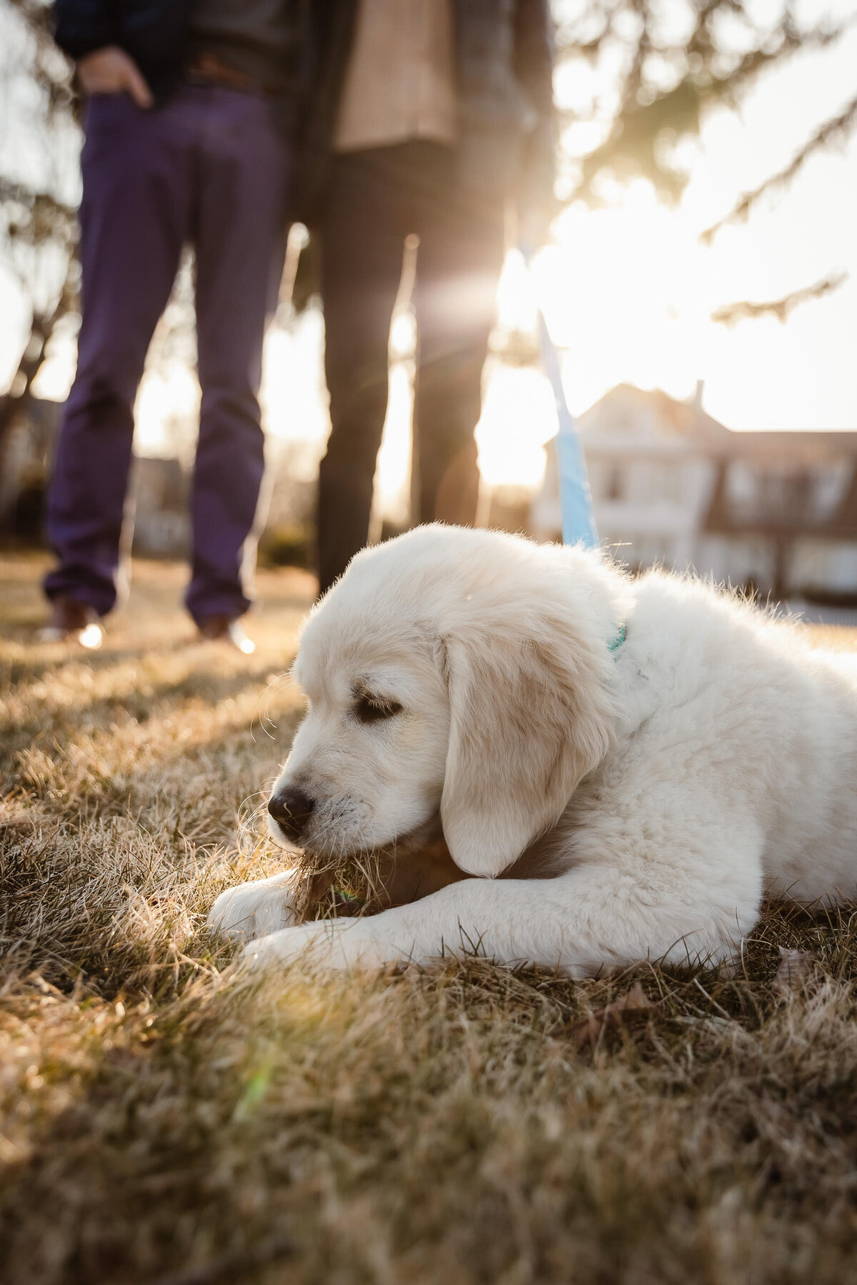 Nicole-Marcelle-Photography_068_rhode-island-puppy-engagement-session